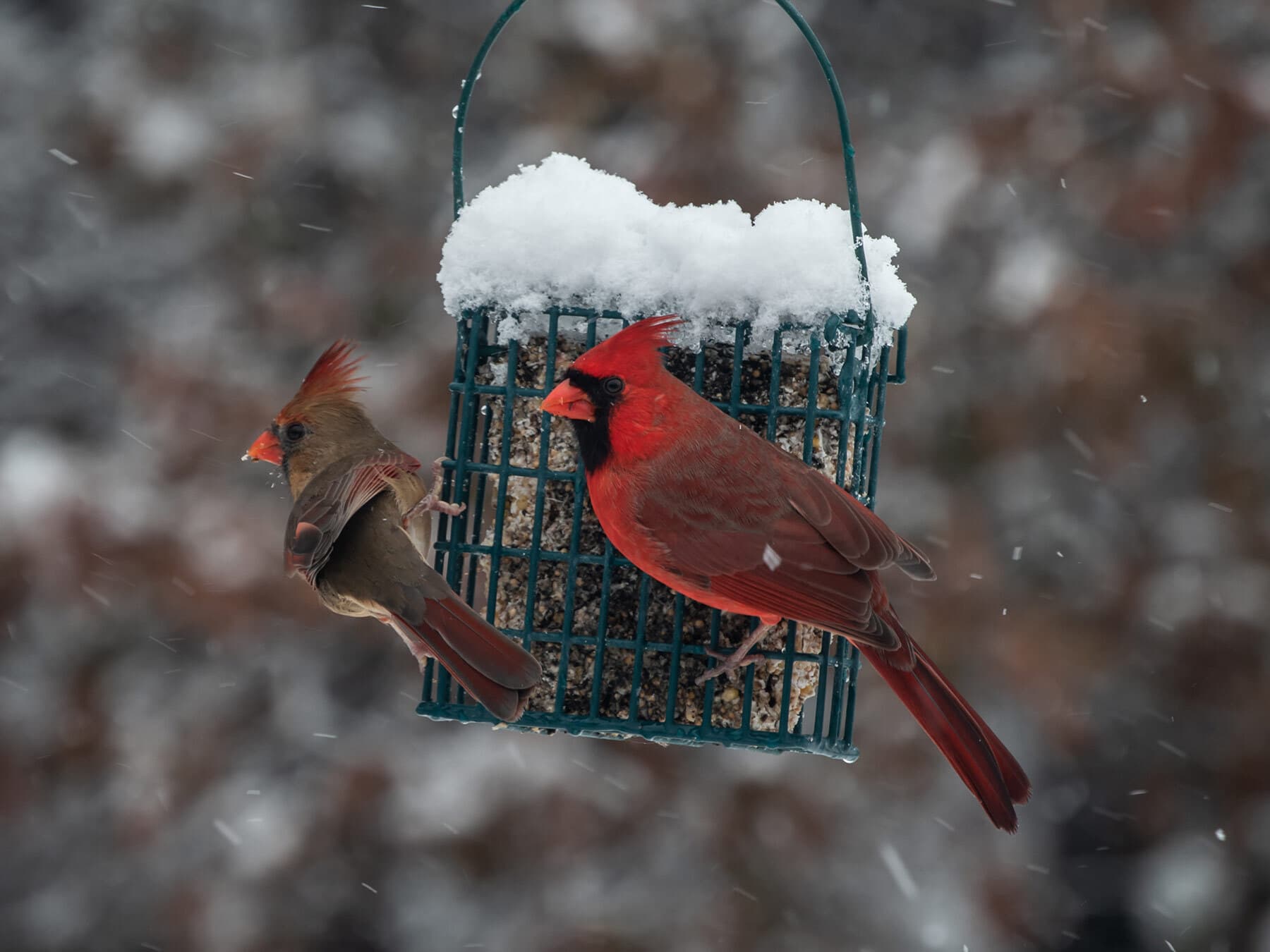 Cardinals on suet feeder