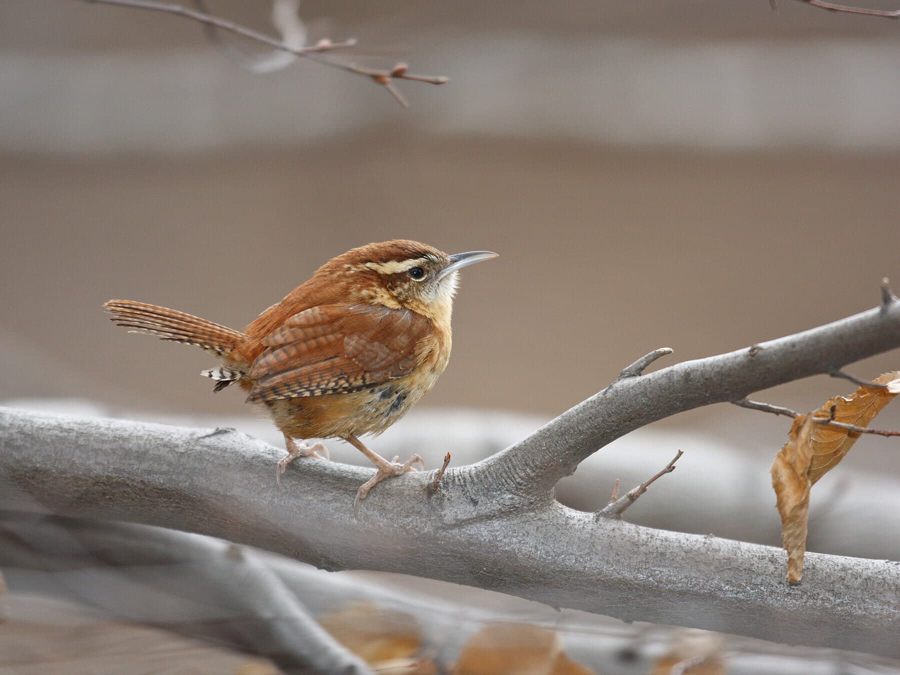 Carolina wren feeding in winter