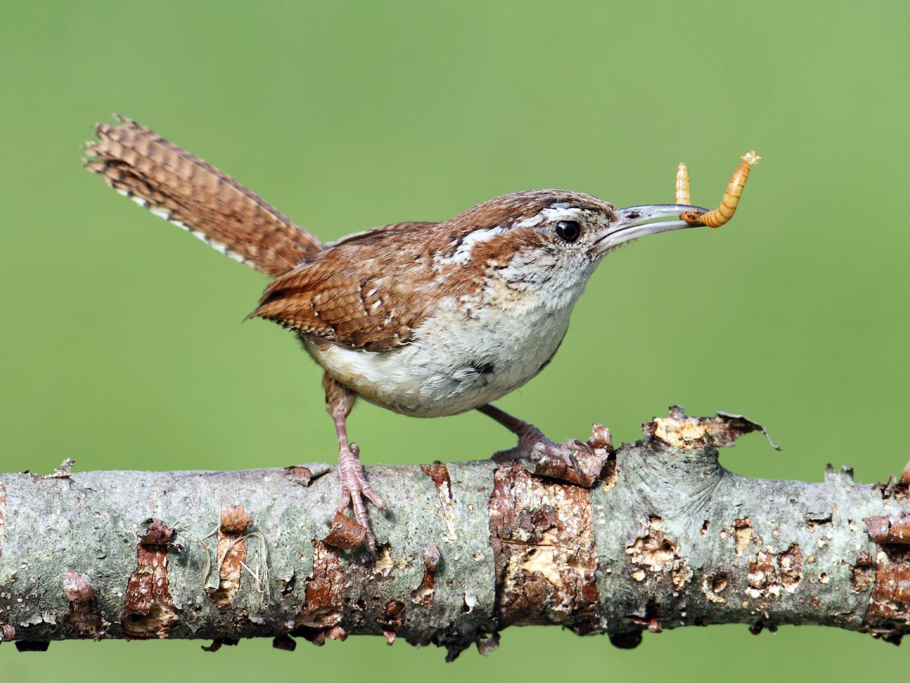 Carolina Wren feeding on a worm