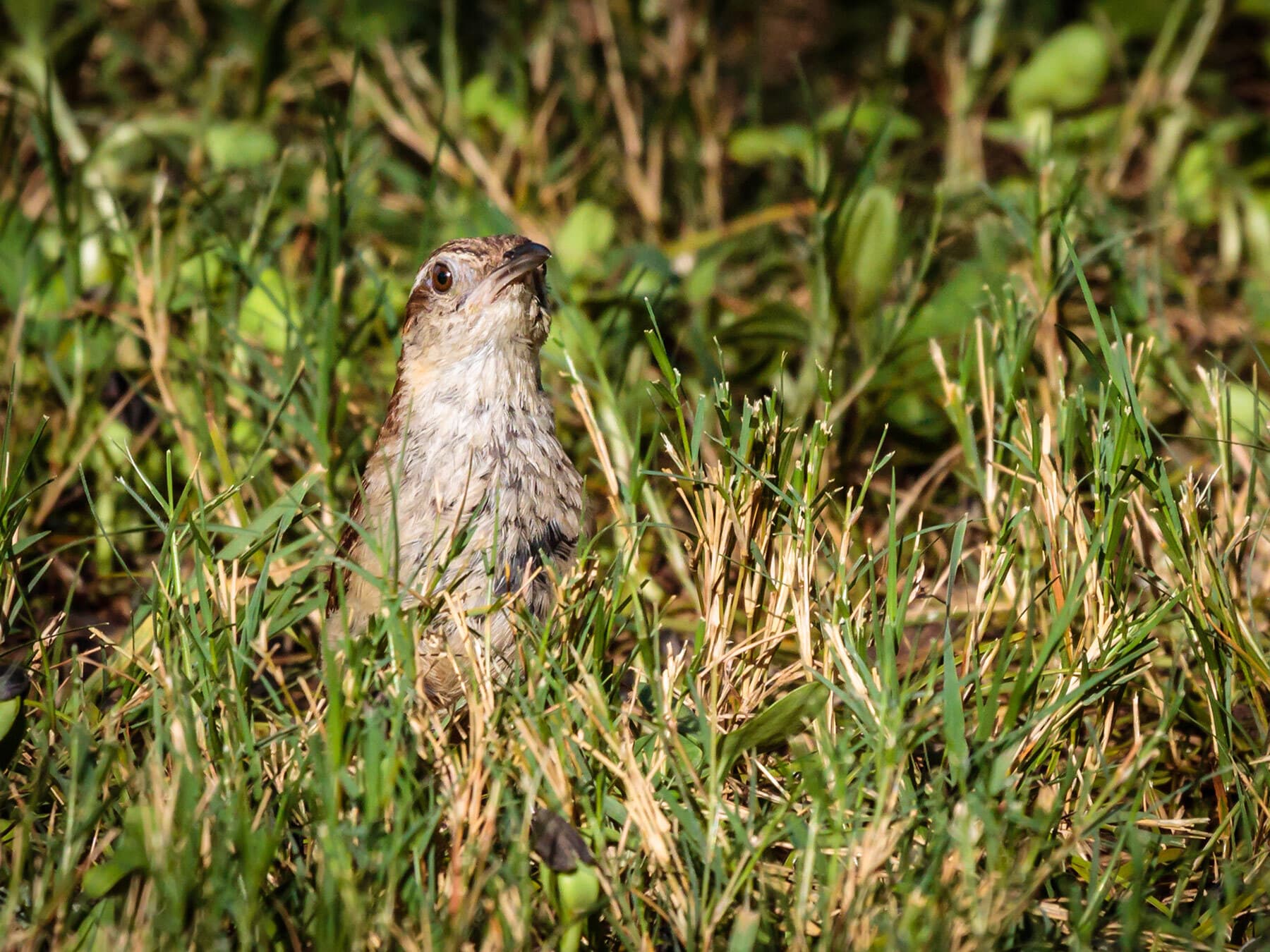 Carolina wren foraging in the grass