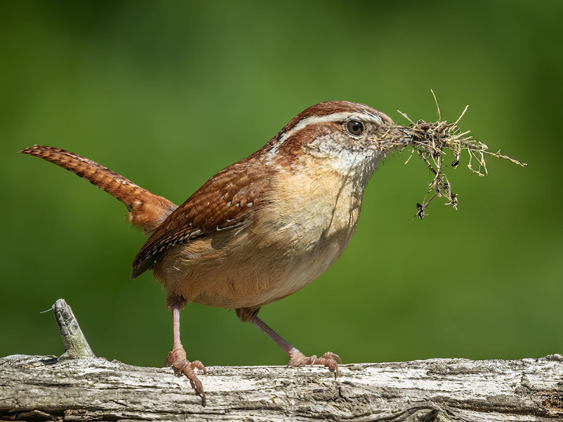 Carolina Wren gathering nesting material