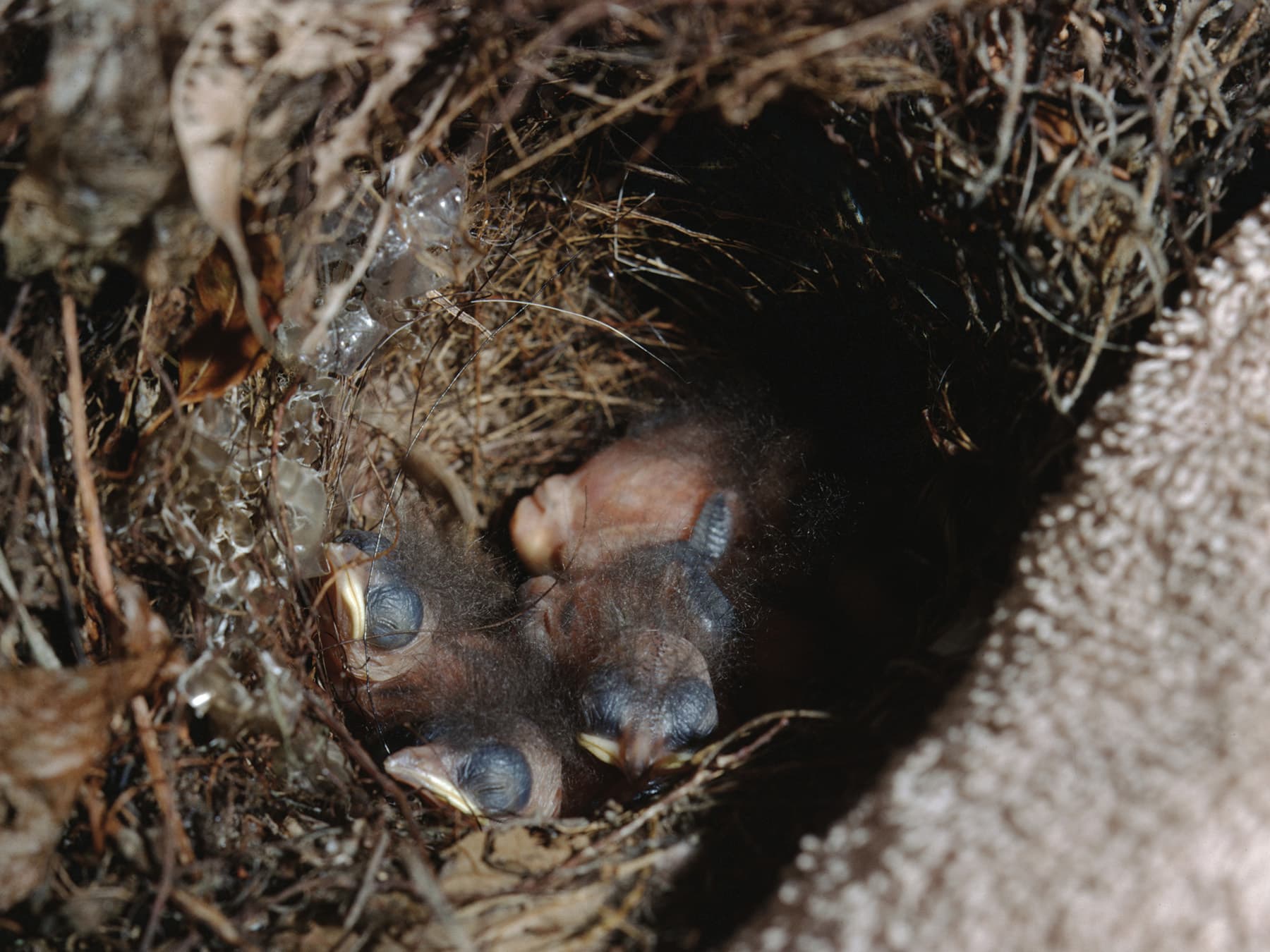 Carolina wren nest chicks