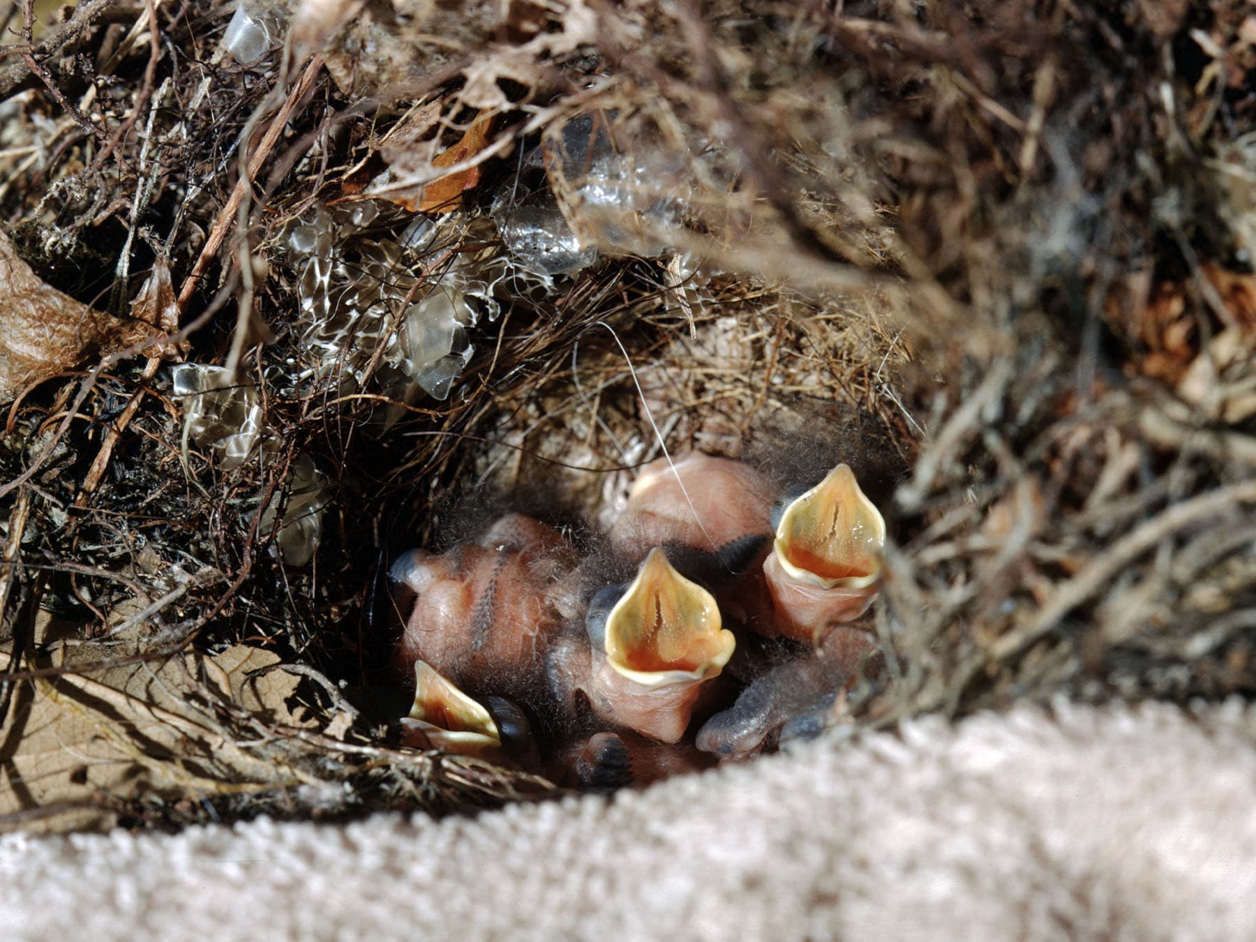Carolina Wren Baby Chicks in their nest crying for food
