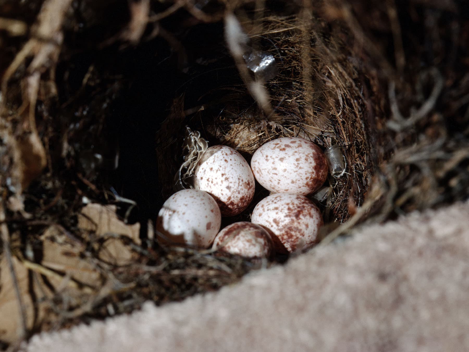 Nest of a Carolina Wren