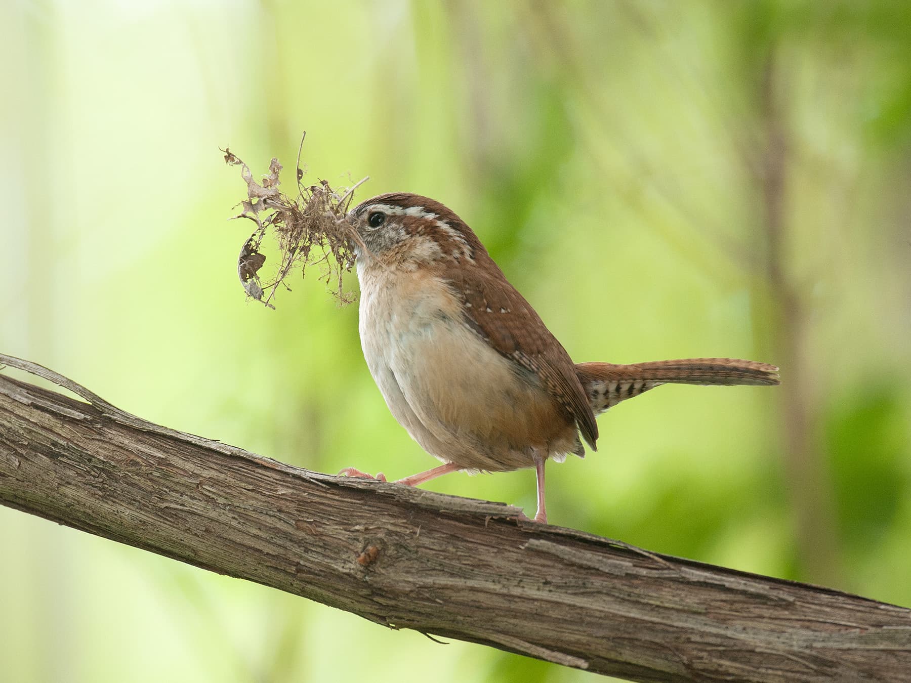 Carolina wren nesting materials