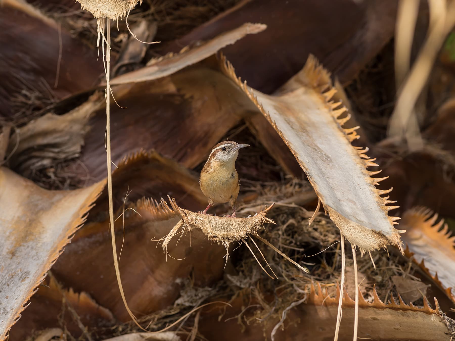 Carolina wren perched nesting