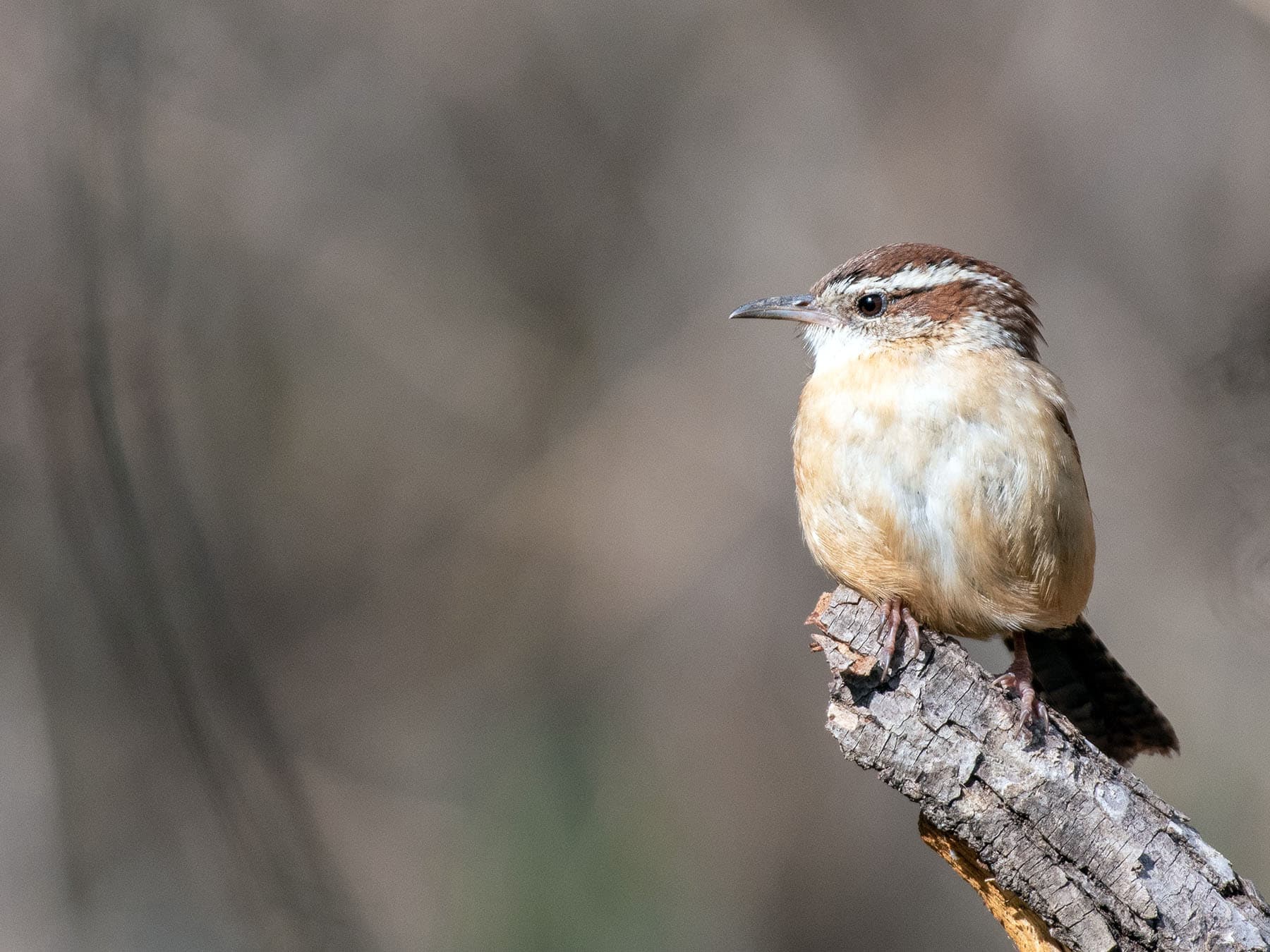 Carolina Wren perching on a branch