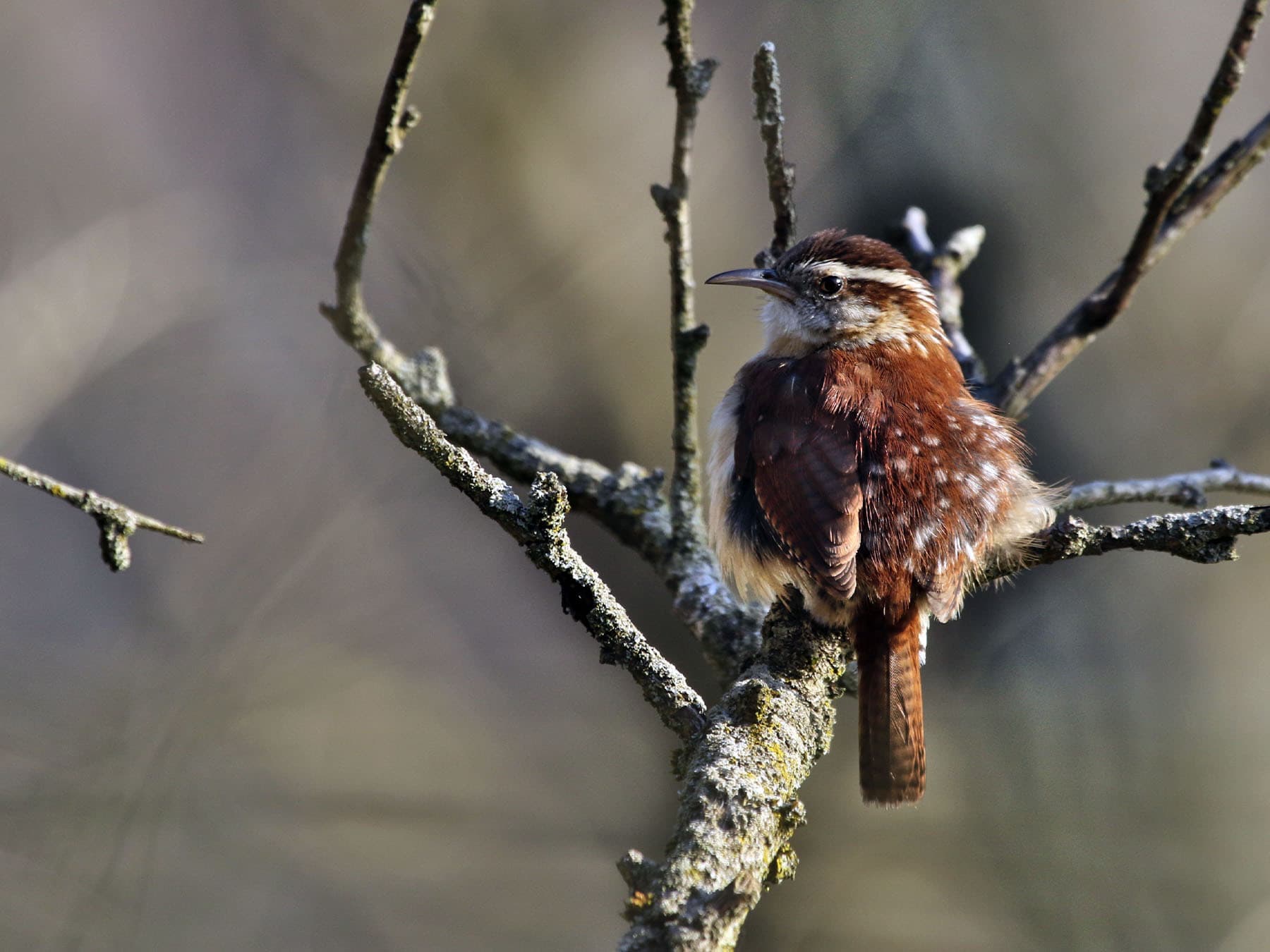 Back view of a Carolina Wren perching on a branch