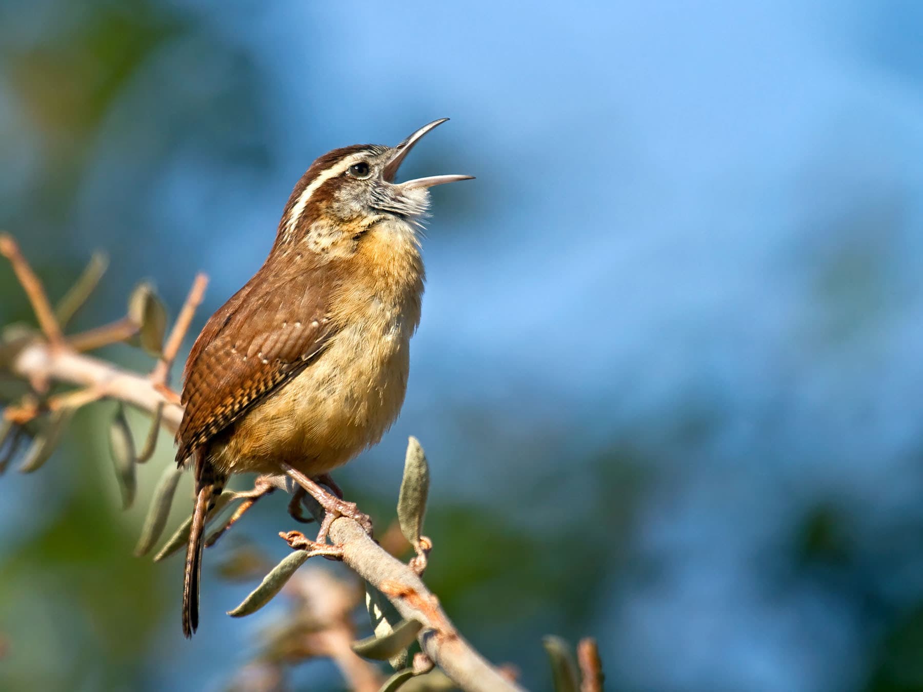 Carolina Wren perched on a branch singing