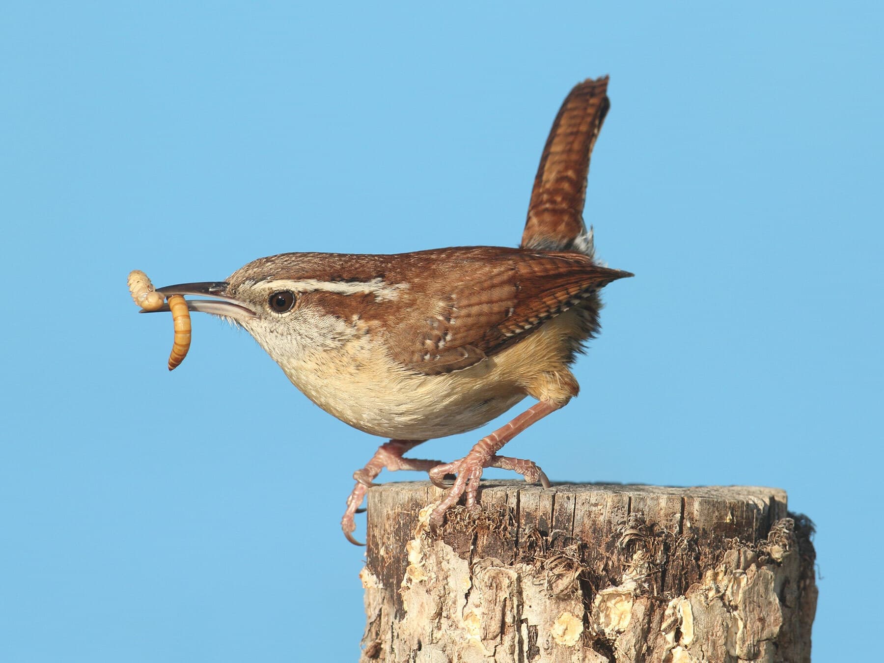 Carolina wren with worm