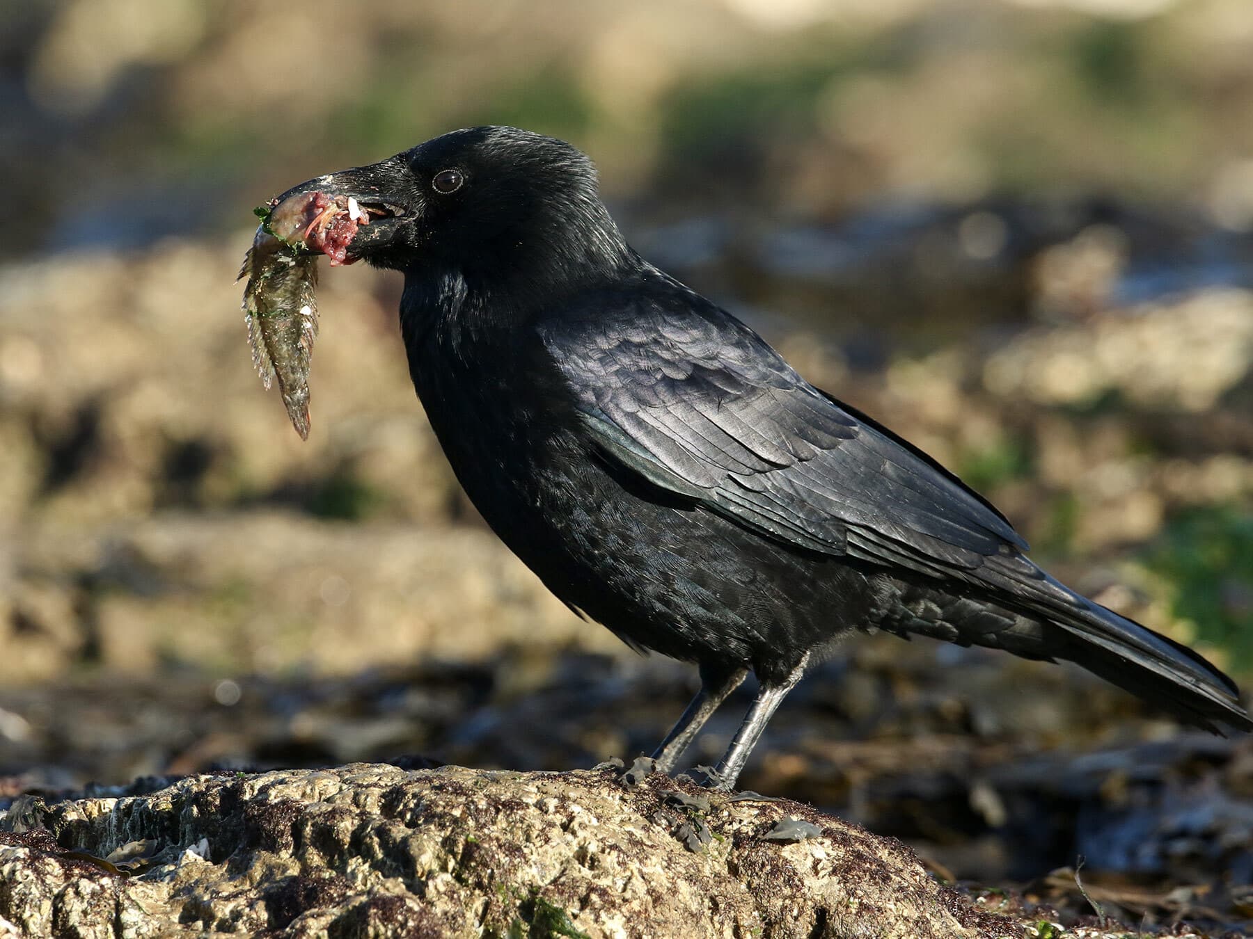 Carrion Crow with food