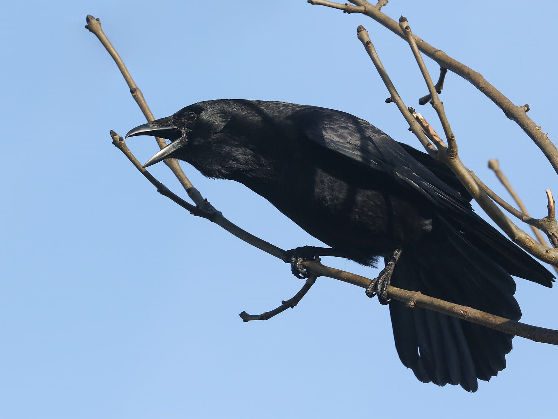 Carrion Crow calling