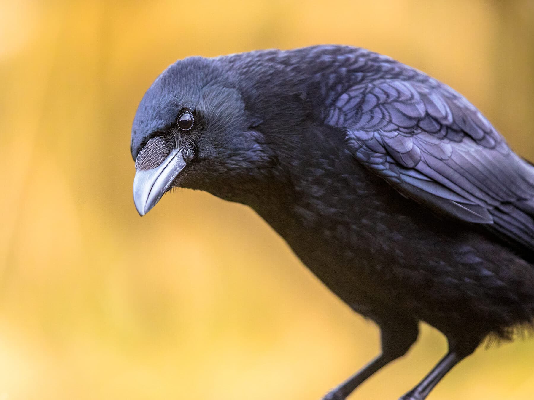 Carrion crow close up
