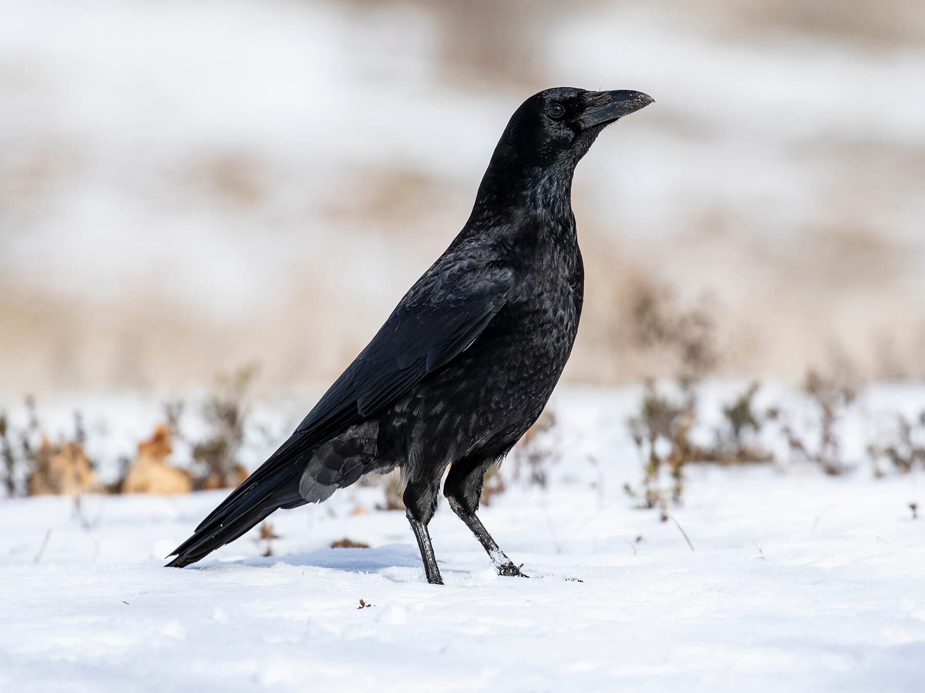 Carrion crow during winter