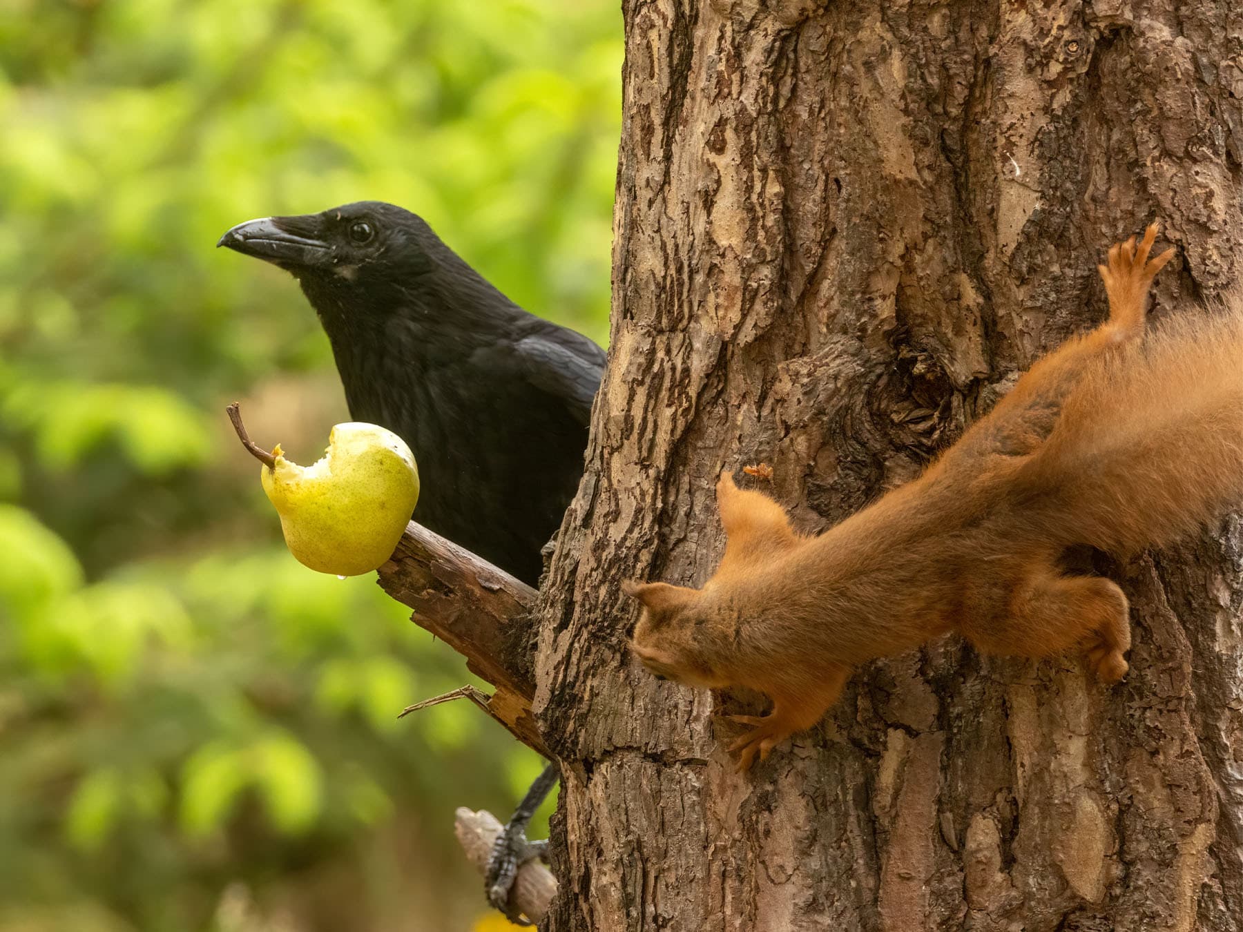 Carrion crow feeding on pear with red squirrel watching