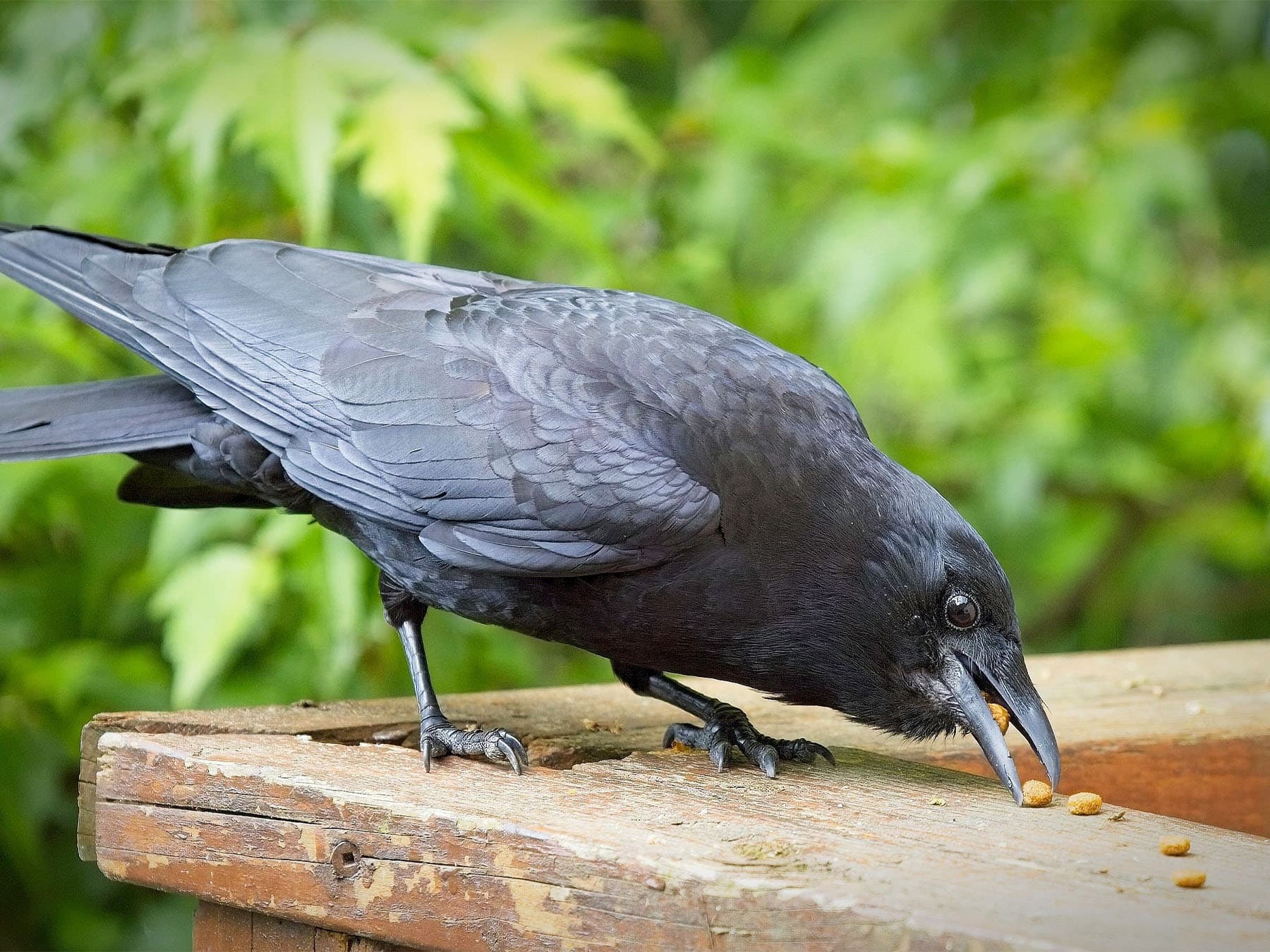 Carrion crow feeding on wooden fence