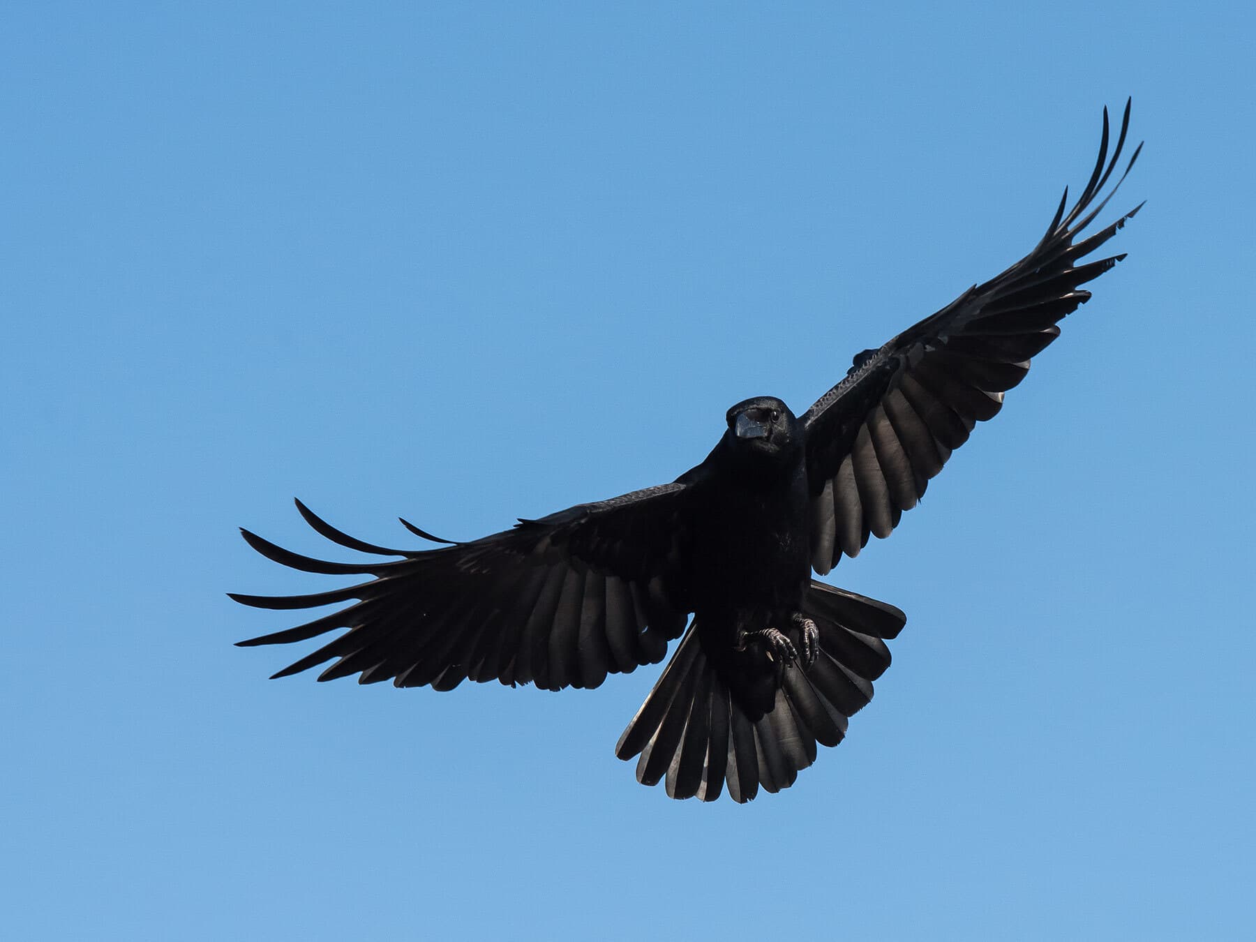 Carrion Crow in flight