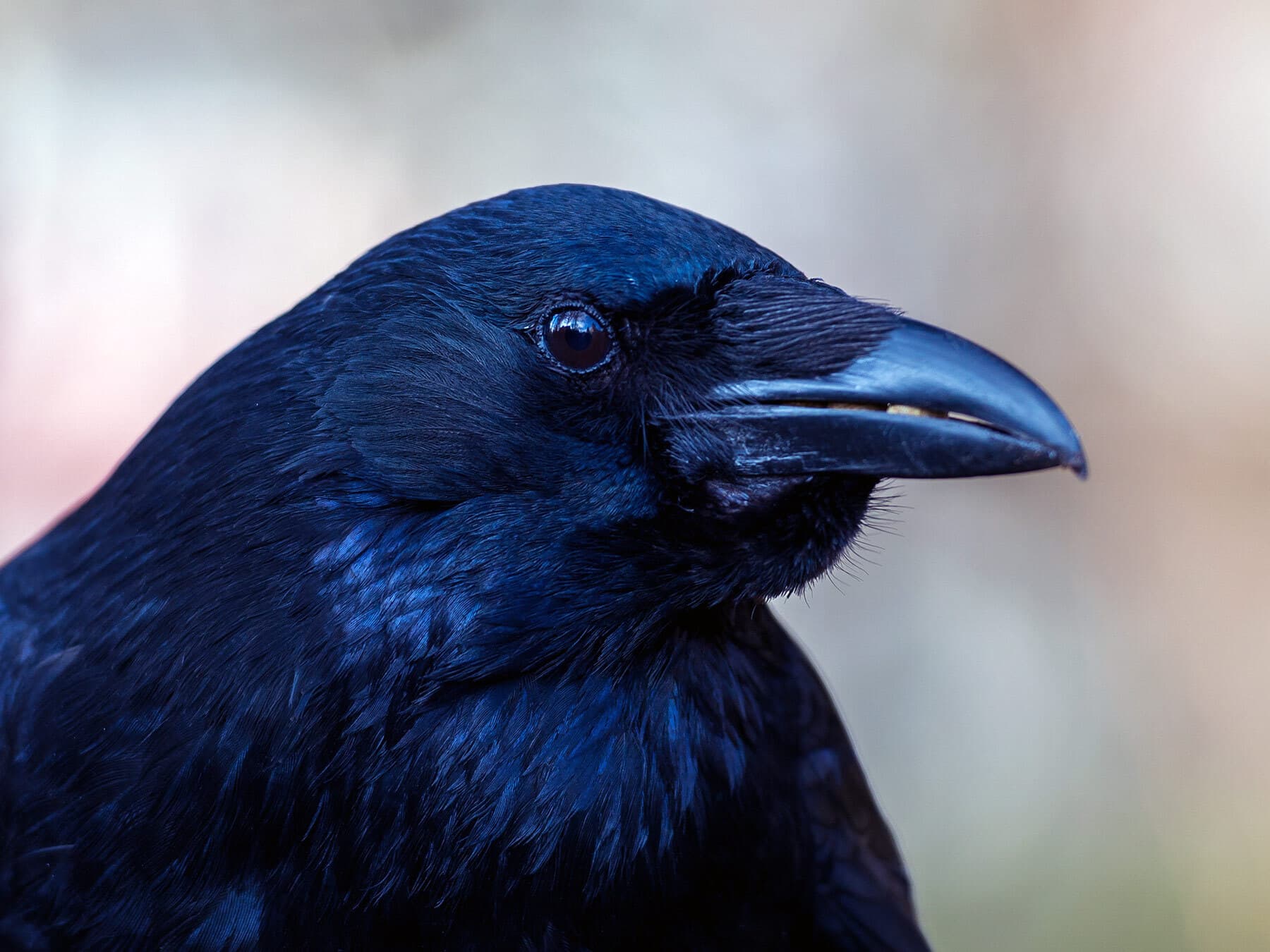 Carrion Crow profile