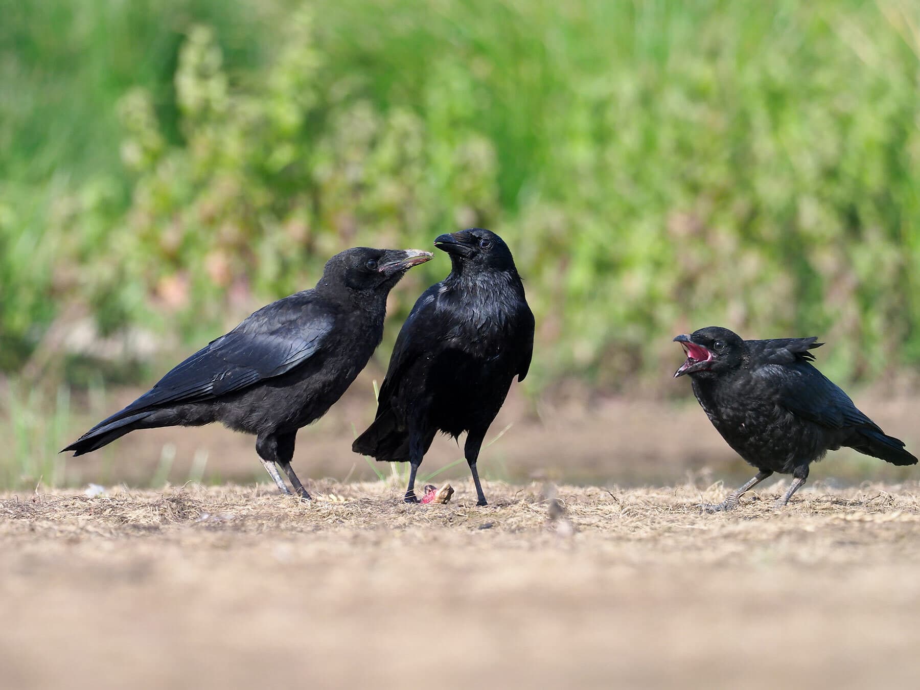 Carrion Crow with young