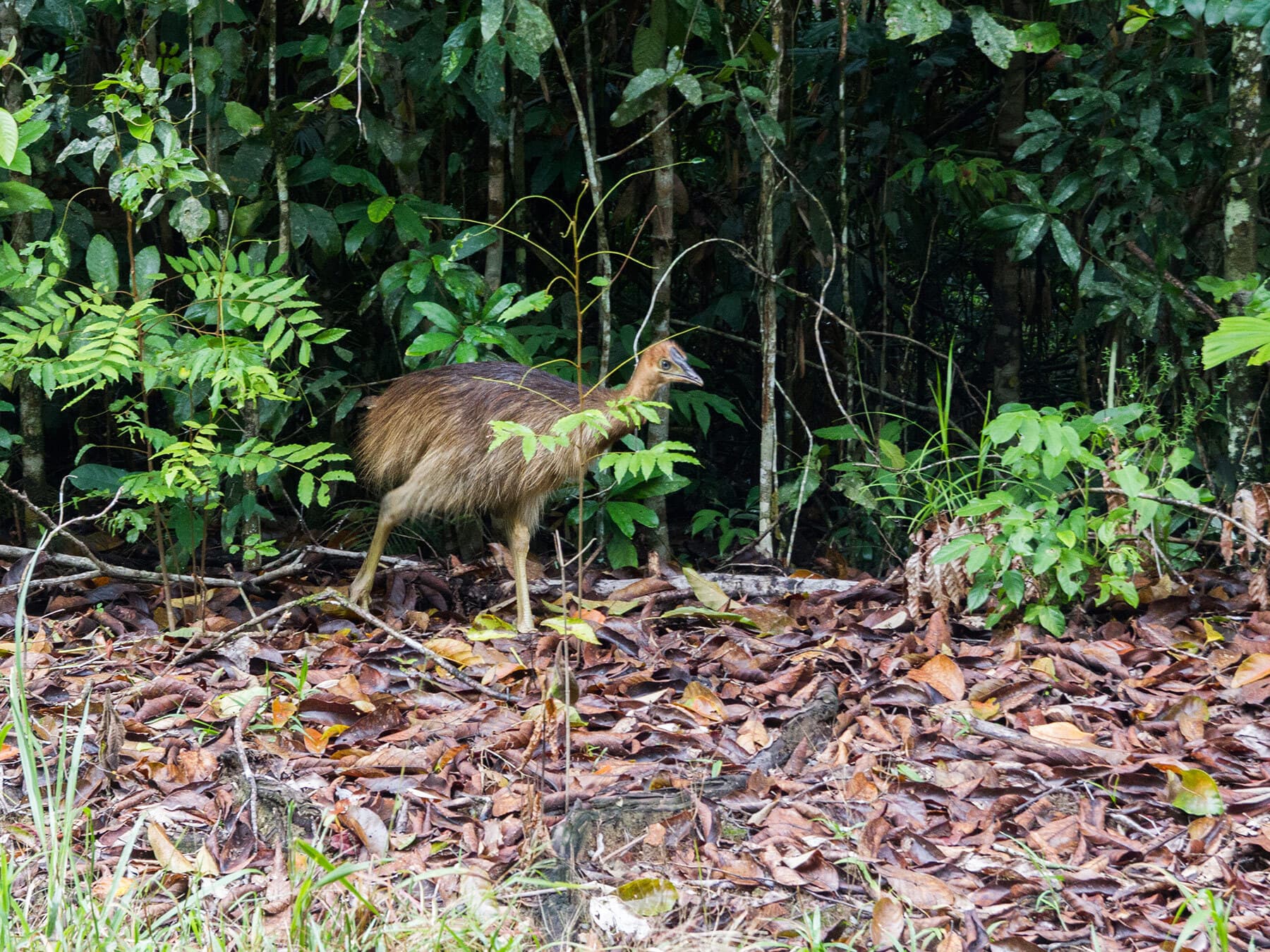 Cassowary chick in forest