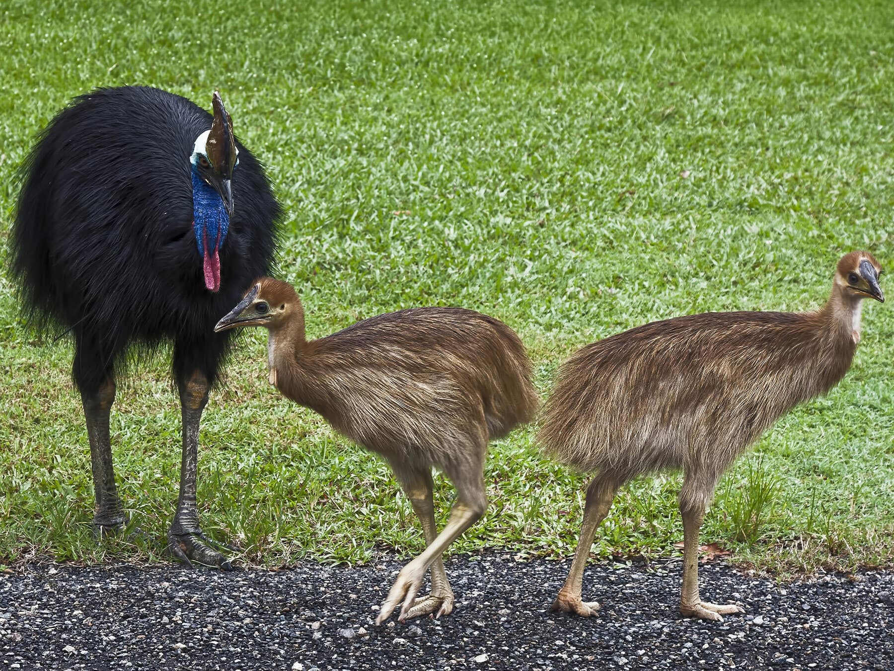 Cassowary chicks with dad
