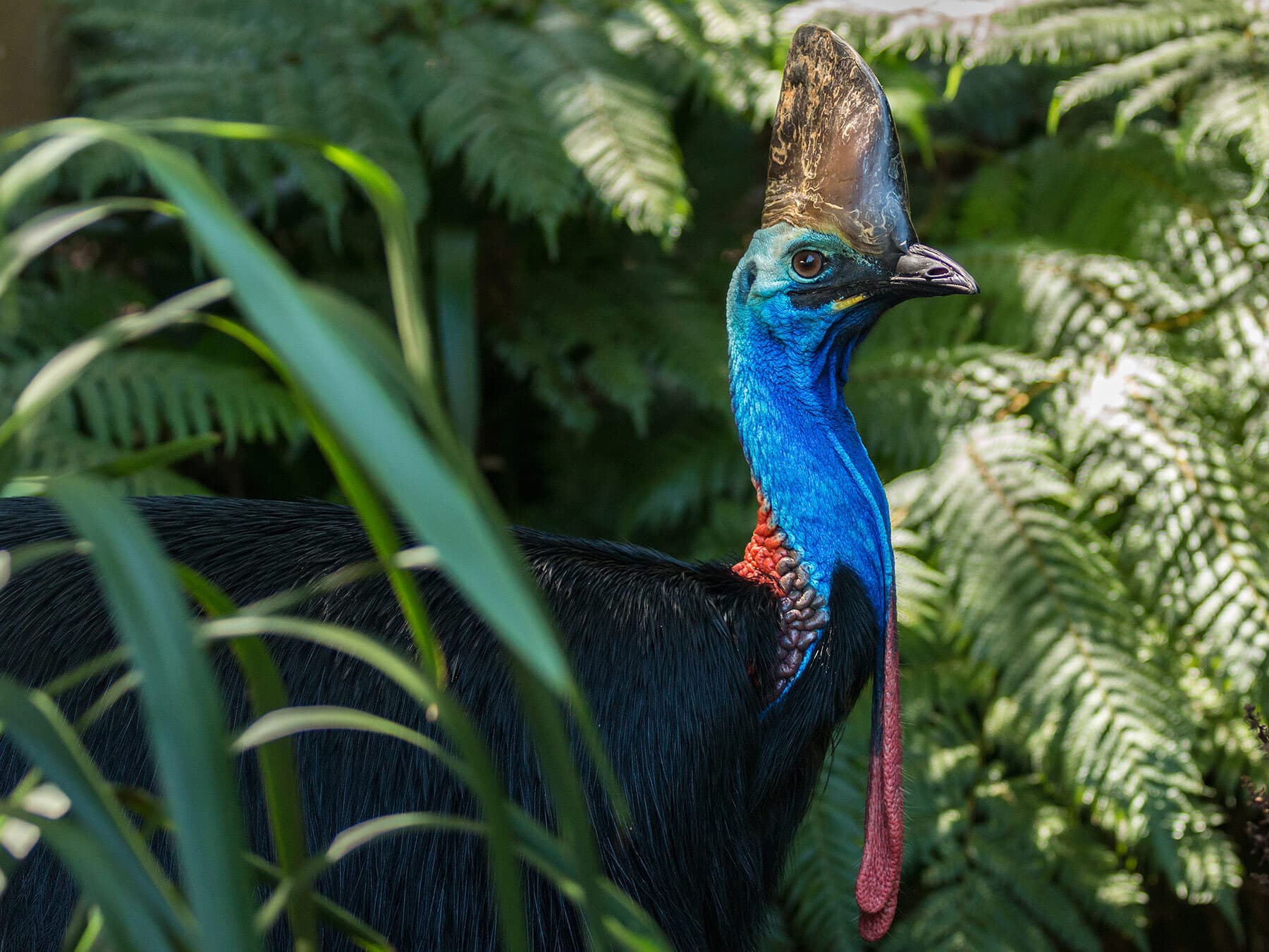 Cassowary in the wild