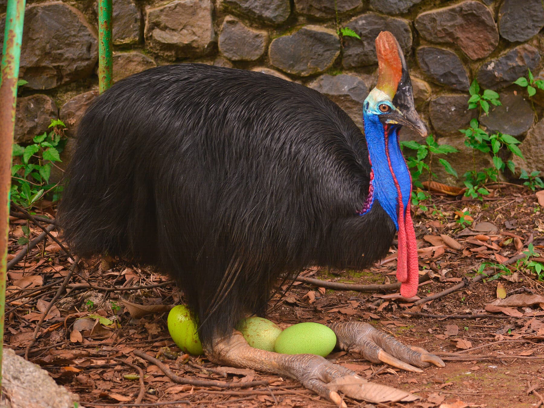 Cassowary incubating eggs