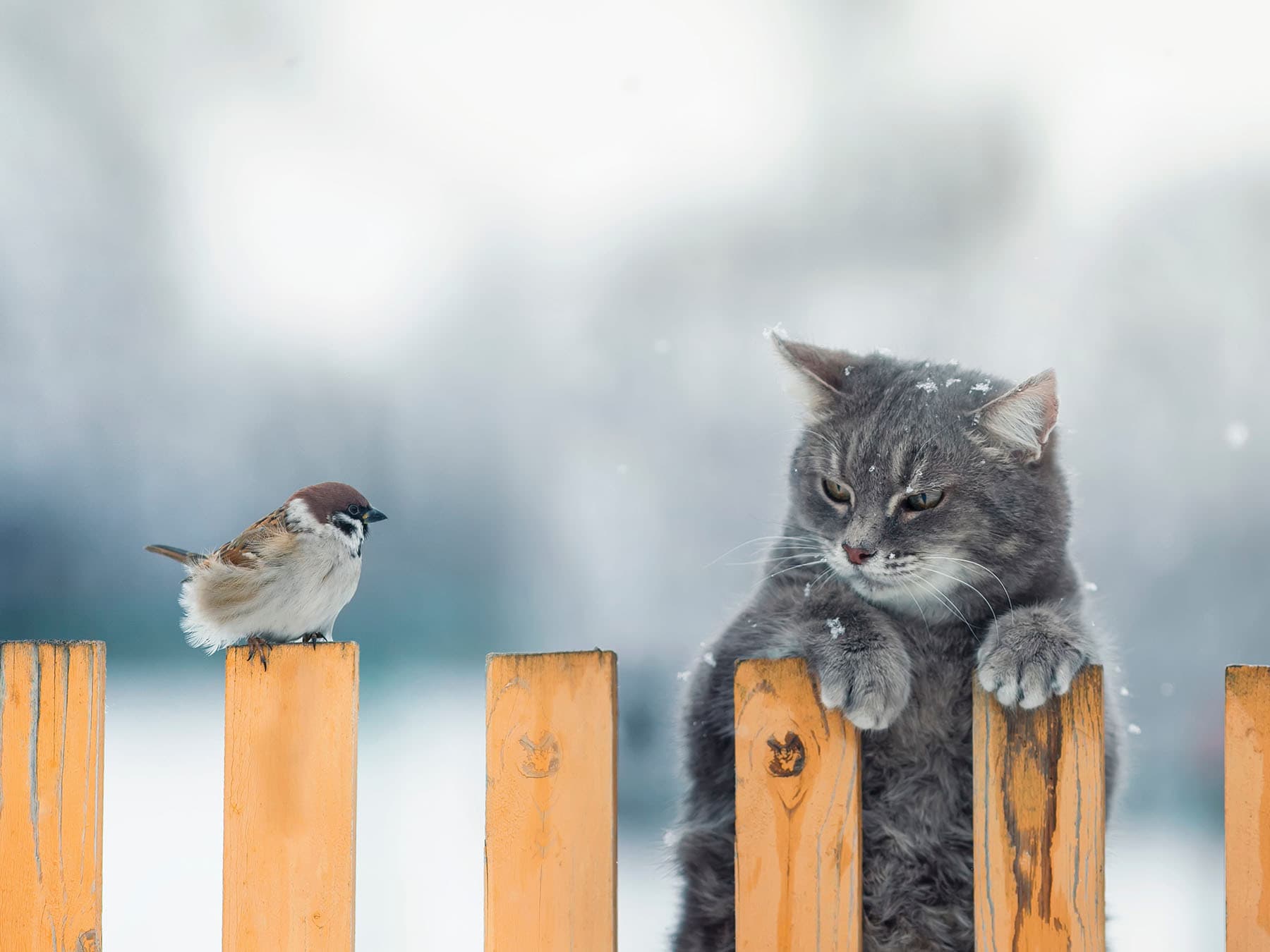 Cat watching bird