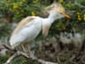 Cattle Egret