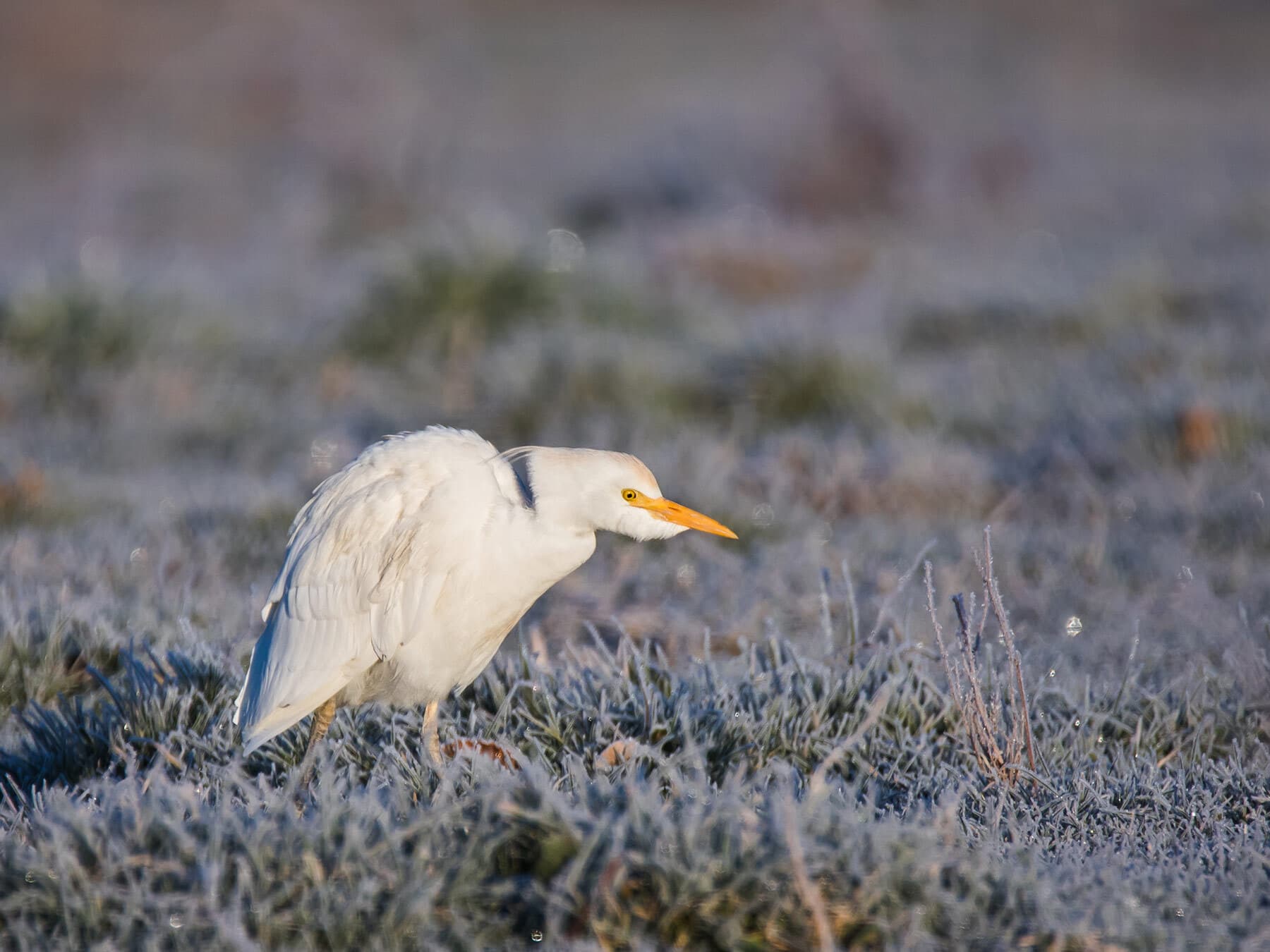 Cattle Egret
