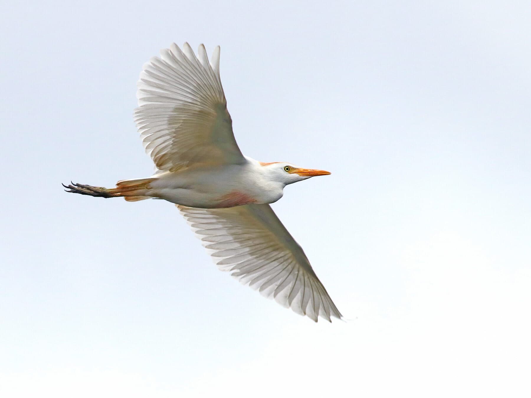 Cattle Egret in flight