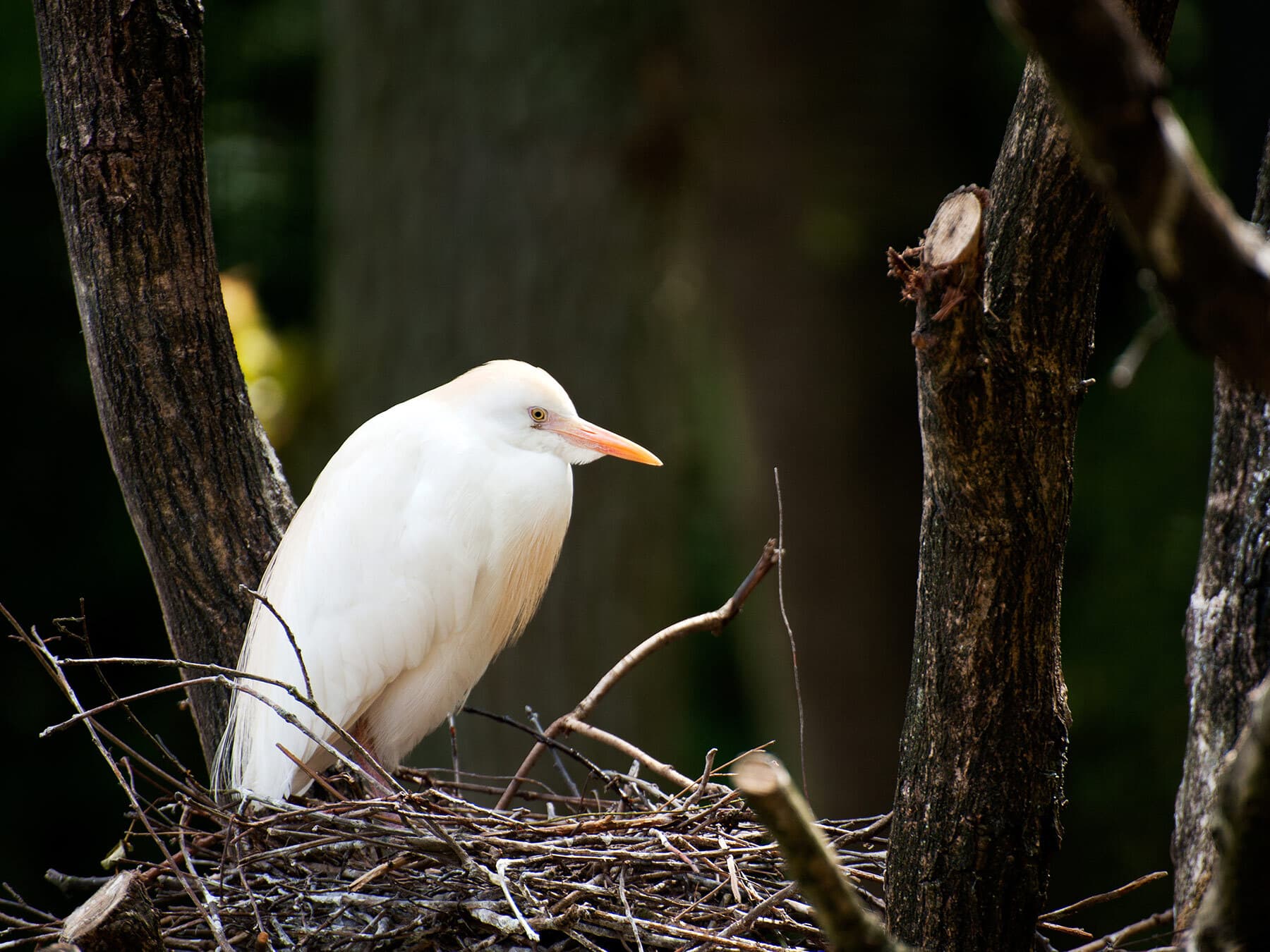 Cattle Egret on nest