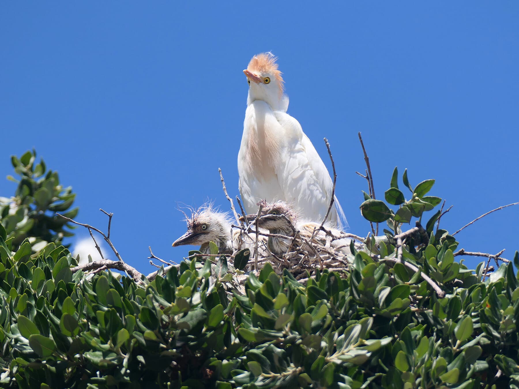 Cattle Egret with chicks