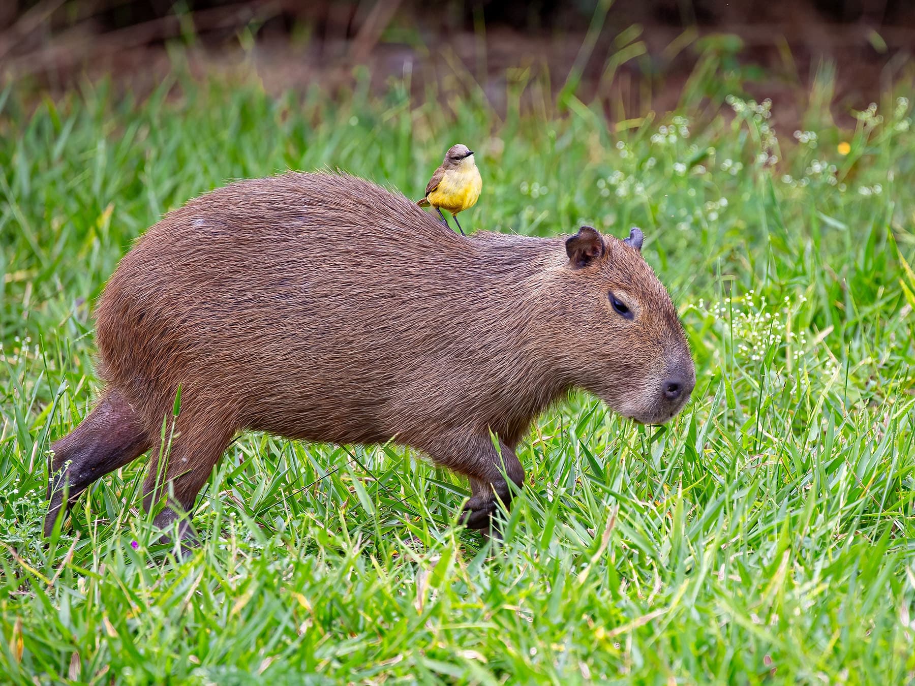 Cattle Tyrant on the back of a Capybara