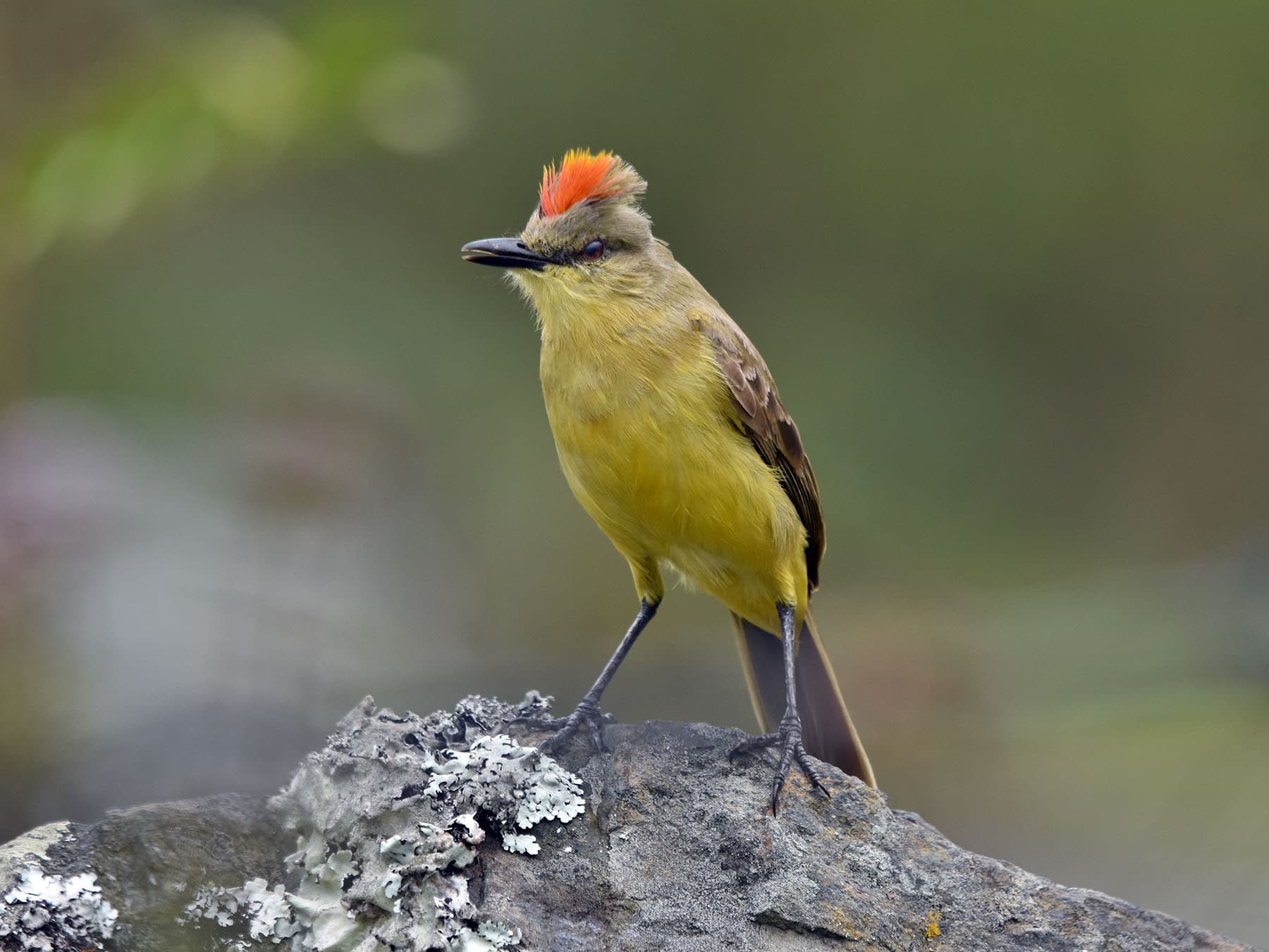 Cattle Tyrant displaying scarlet-orange crown patch
