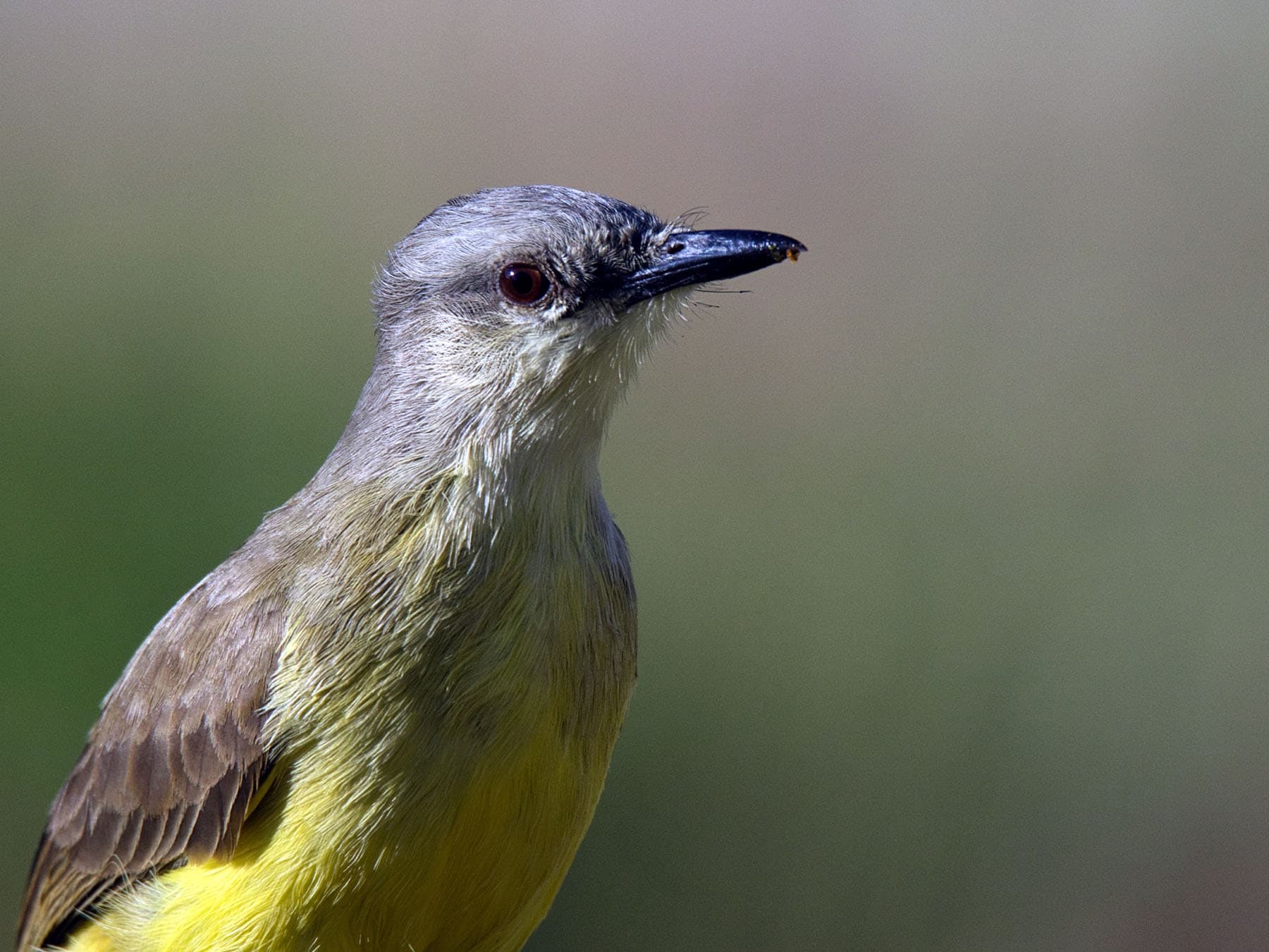 Portrait of Cattle Tyrant