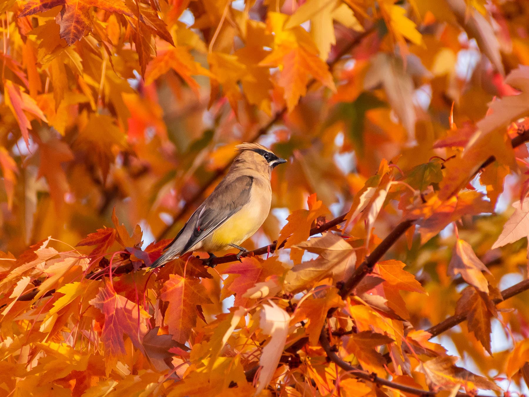 Cedar waxwing autumn