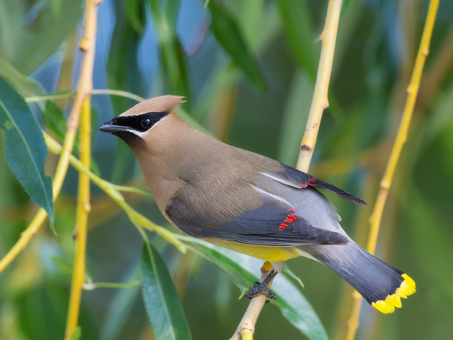 Close up of a perched Cedar Waxwing