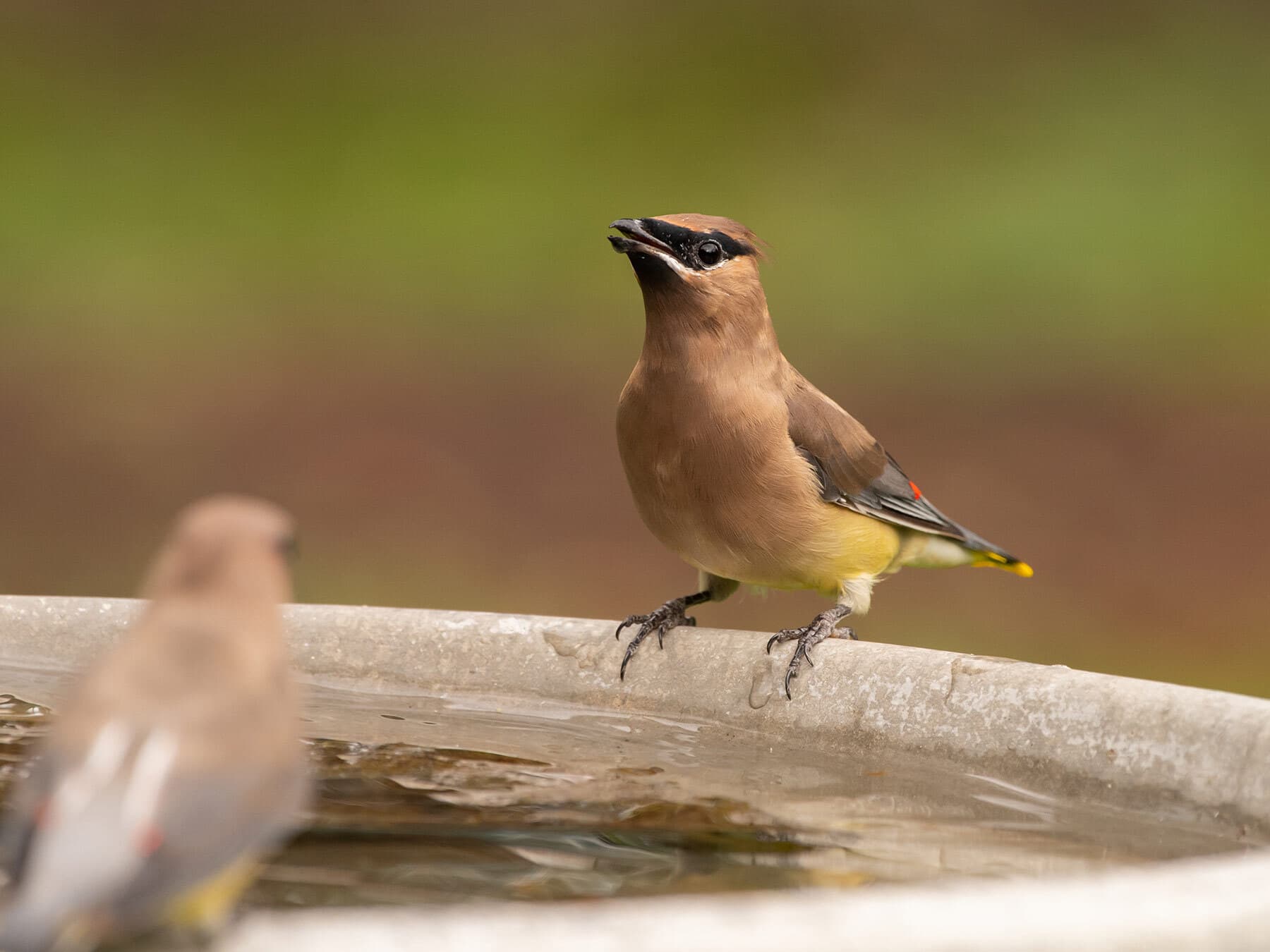Cedar waxwing drinking water