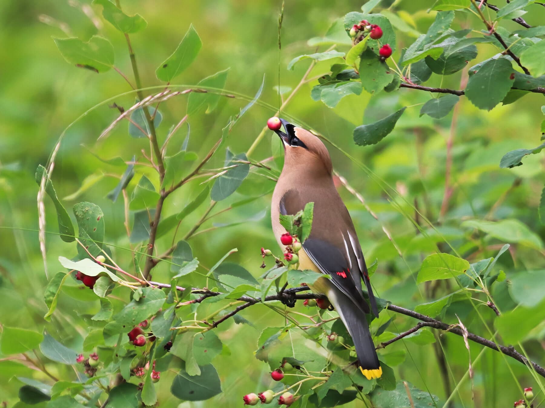 Cedar waxwing eating berries