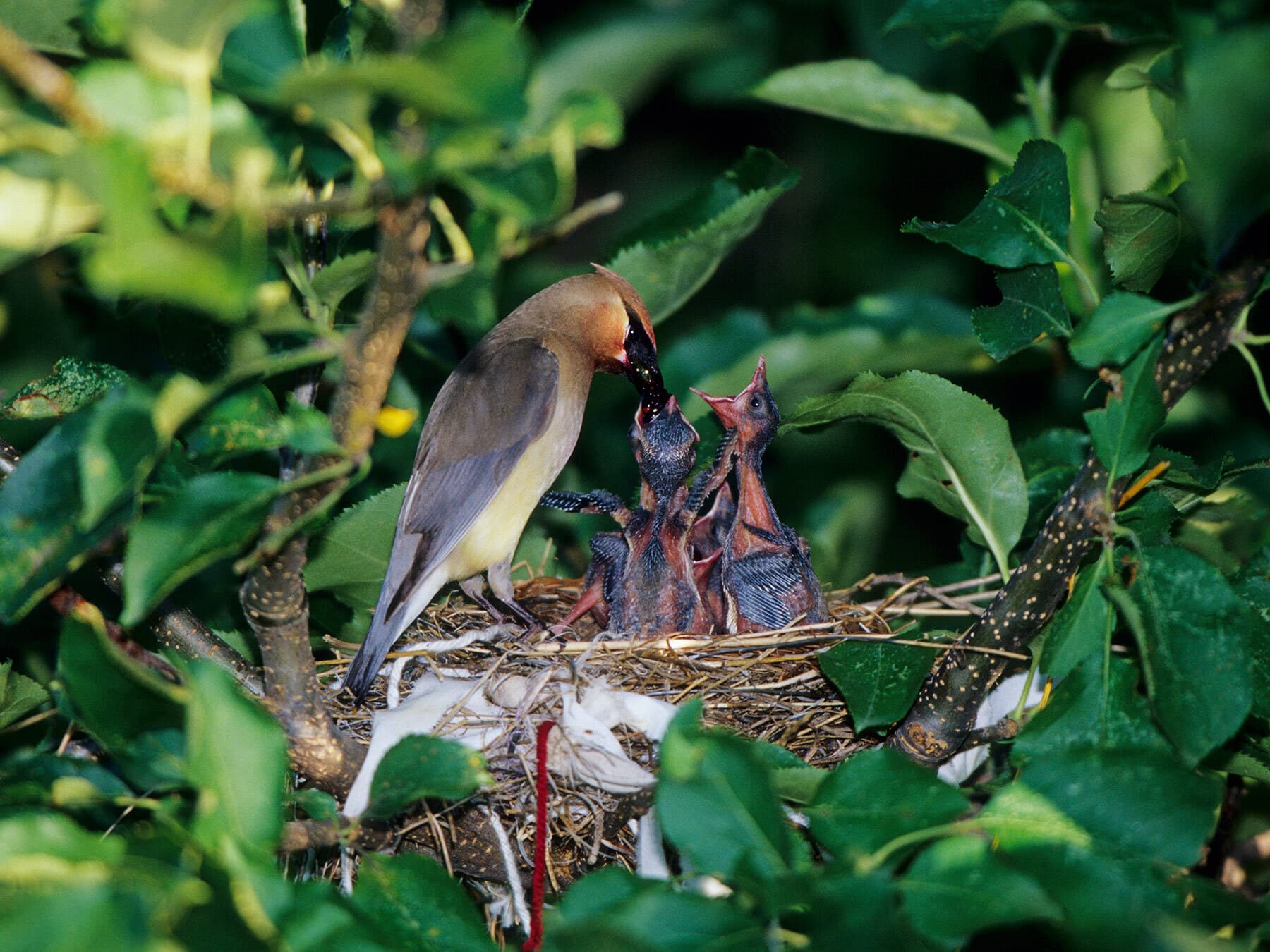 Cedar waxwing feeding chicks