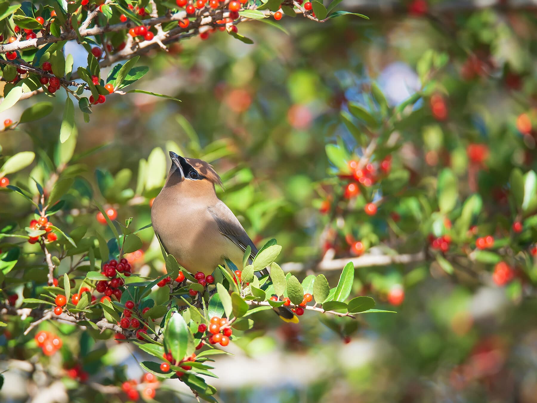 Cedar waxwing feeding on berries