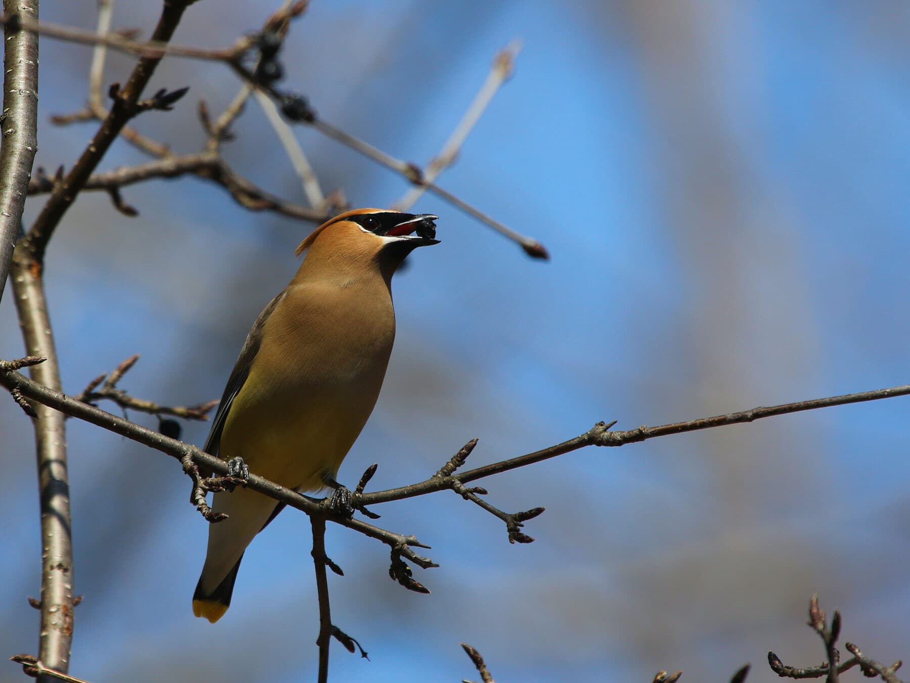 Cedar waxwing feeding