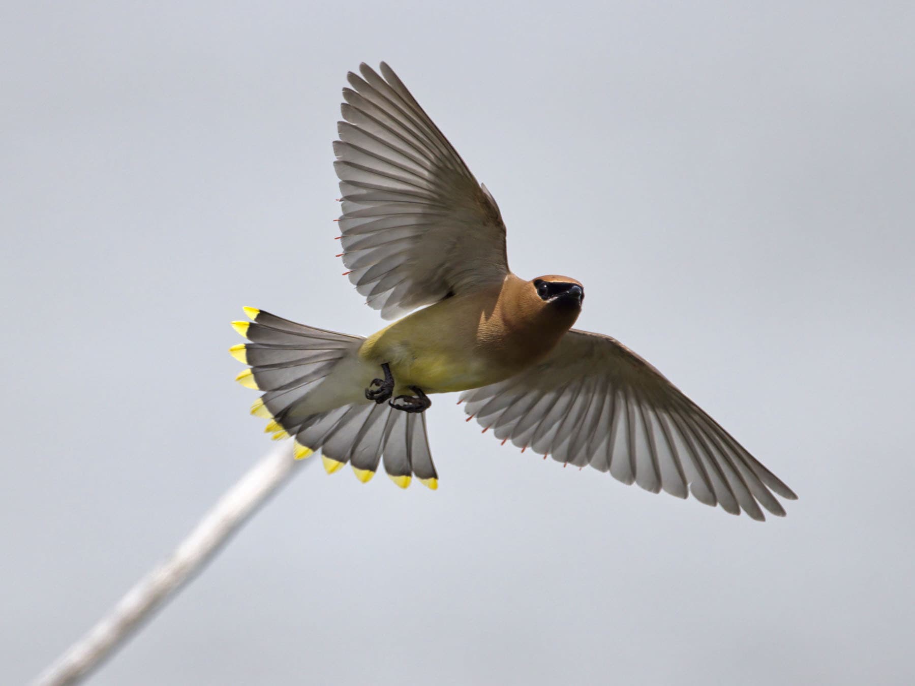 Cedar waxwing flight