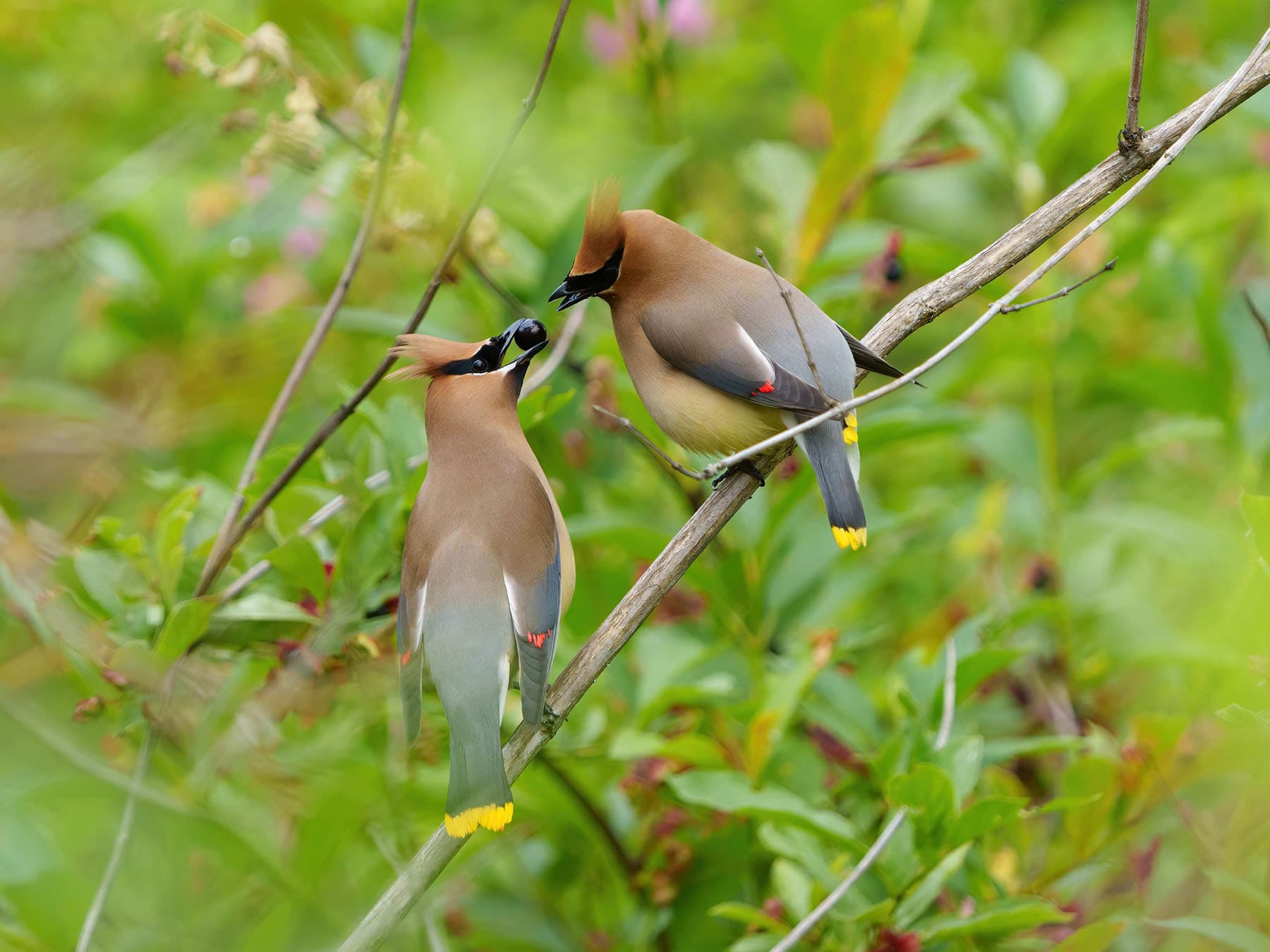Cedar waxwing male and female