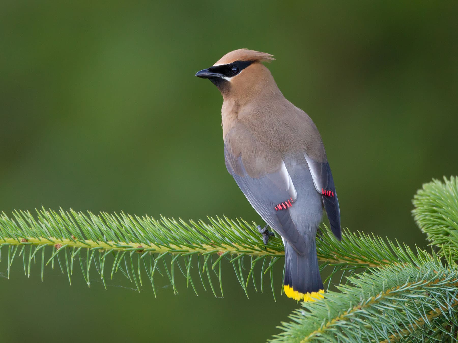 Cedar Waxwing Migration: A Complete Guide