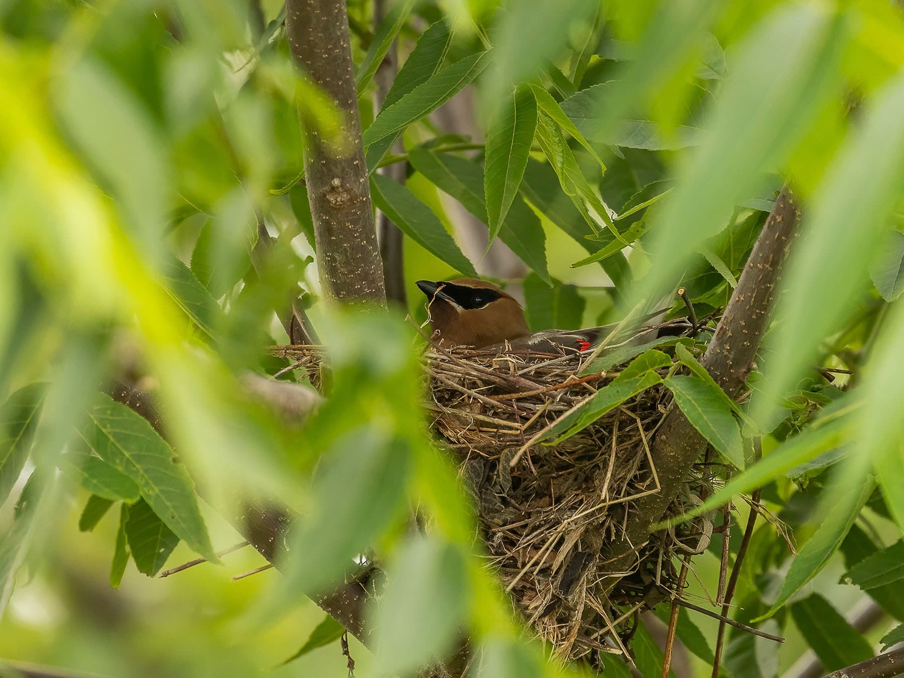 Cedar Waxwing sat on nest
