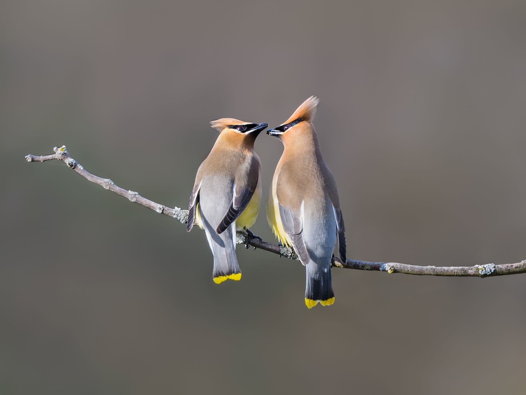Cedar waxwing pair