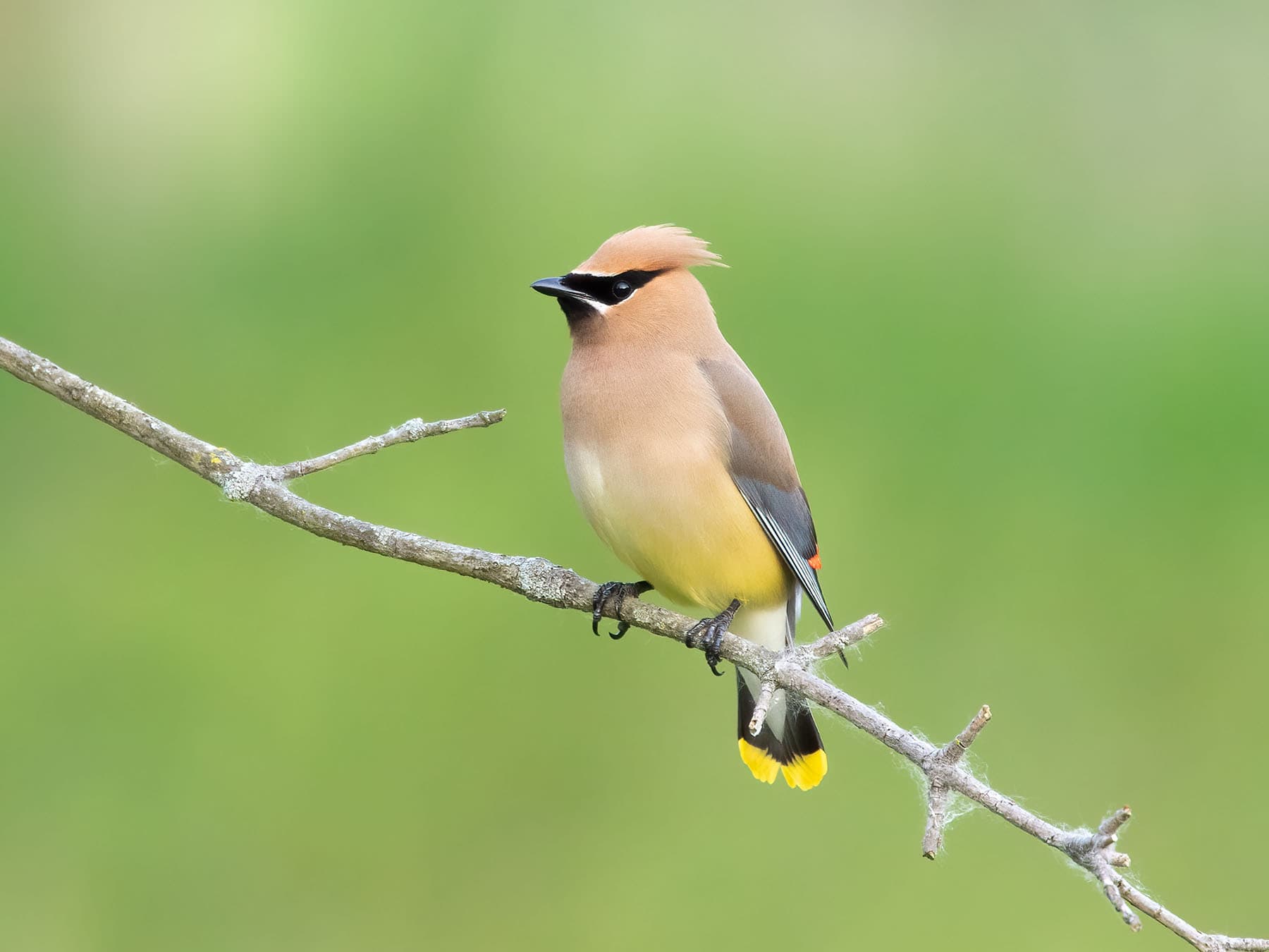Cedar waxwing perched 1