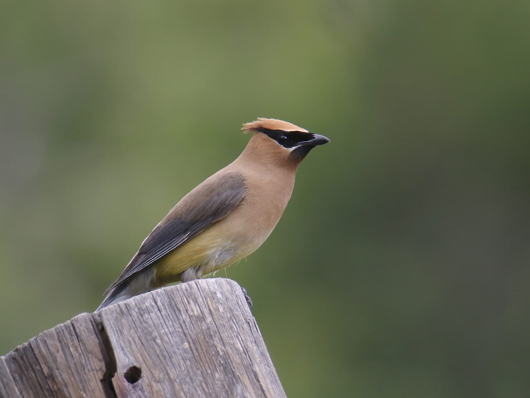 Cedar waxwing perched